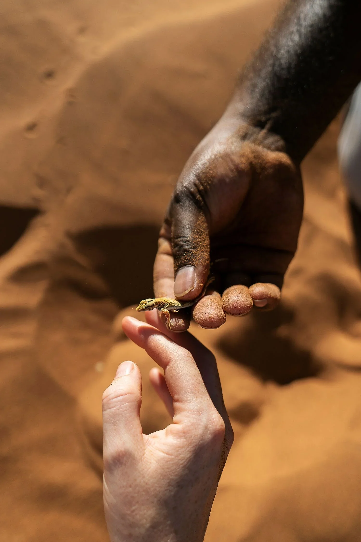 Releasing lizard: A close-up on the tactile, human moments that define high-touch conservation hospitality and build deep guest trust and loyalty.