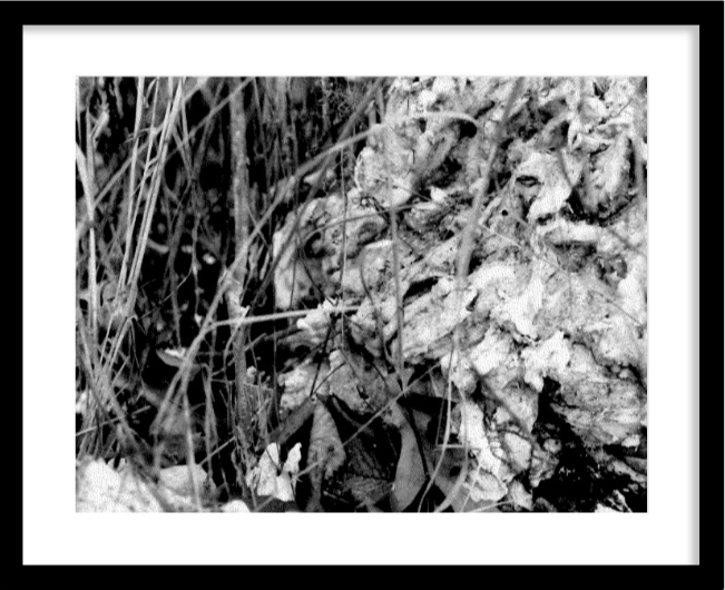 Entangled by Korynn Newville (2020), Archival pigment print | $450