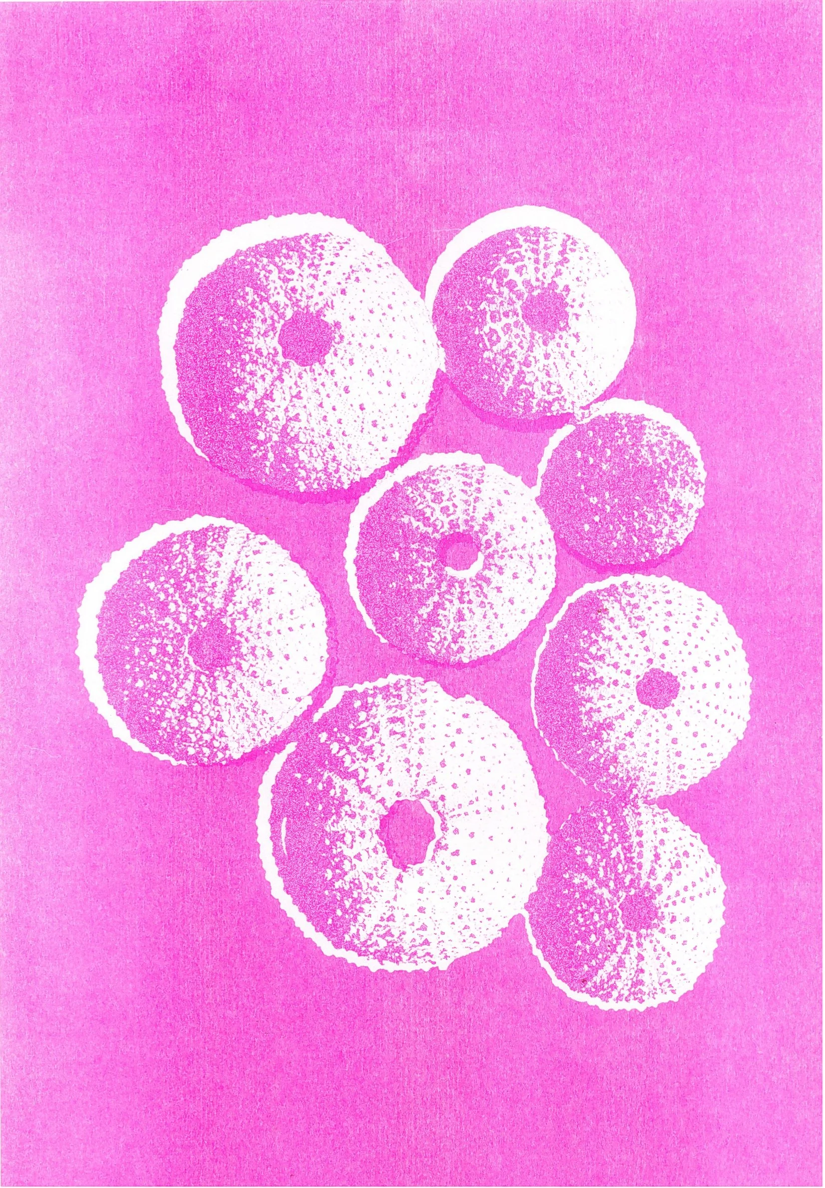 Print oursins (shop)