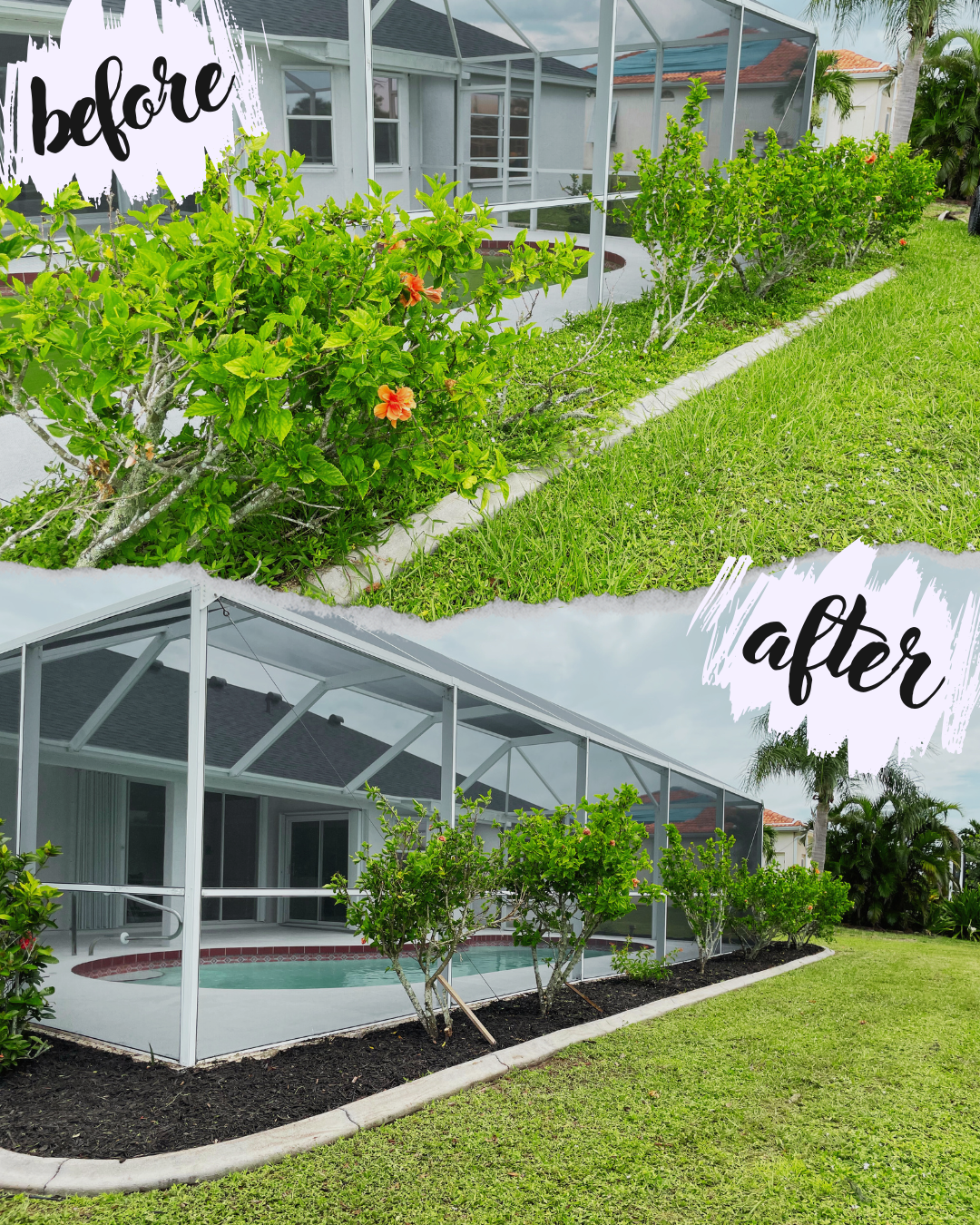 Two images showing a backyard pool area. The 'before' image depicts overgrown shrubs around the pool within a screened enclosure. The 'after' image shows neatly trimmed shrubs with fresh mulch, enhancing the landscaping.
