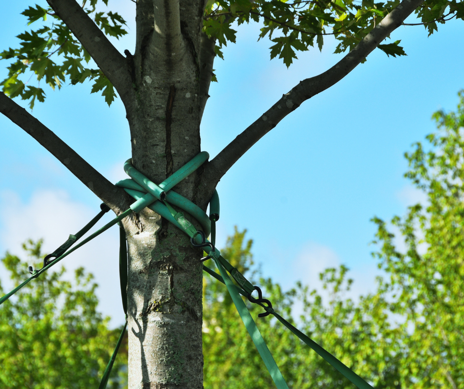 Benefits of Tree Bracing