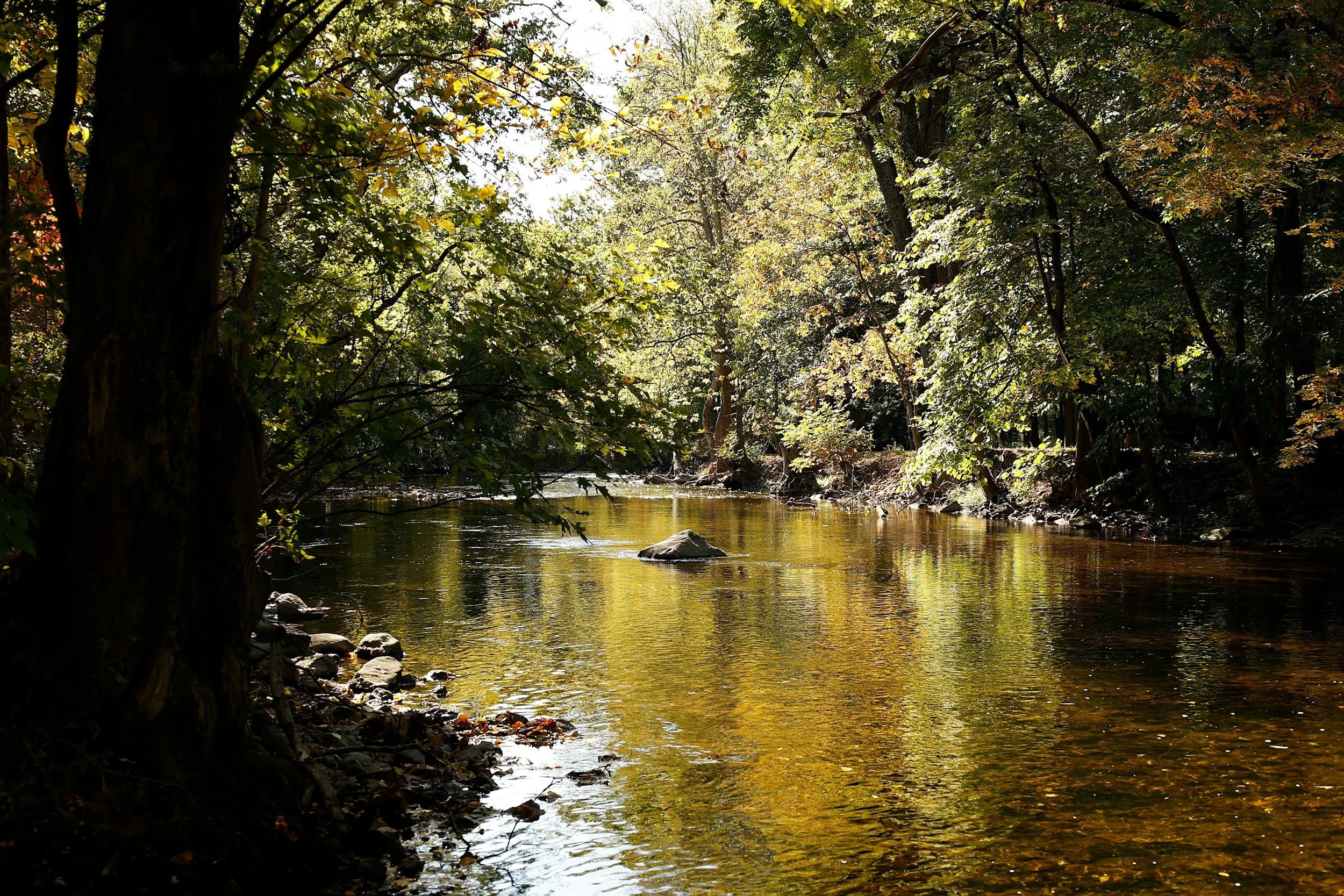 A tranquil forest scene with a small river flowing through trees with autumn-colored leaves, some rocks visible in the water and on the riverbank.