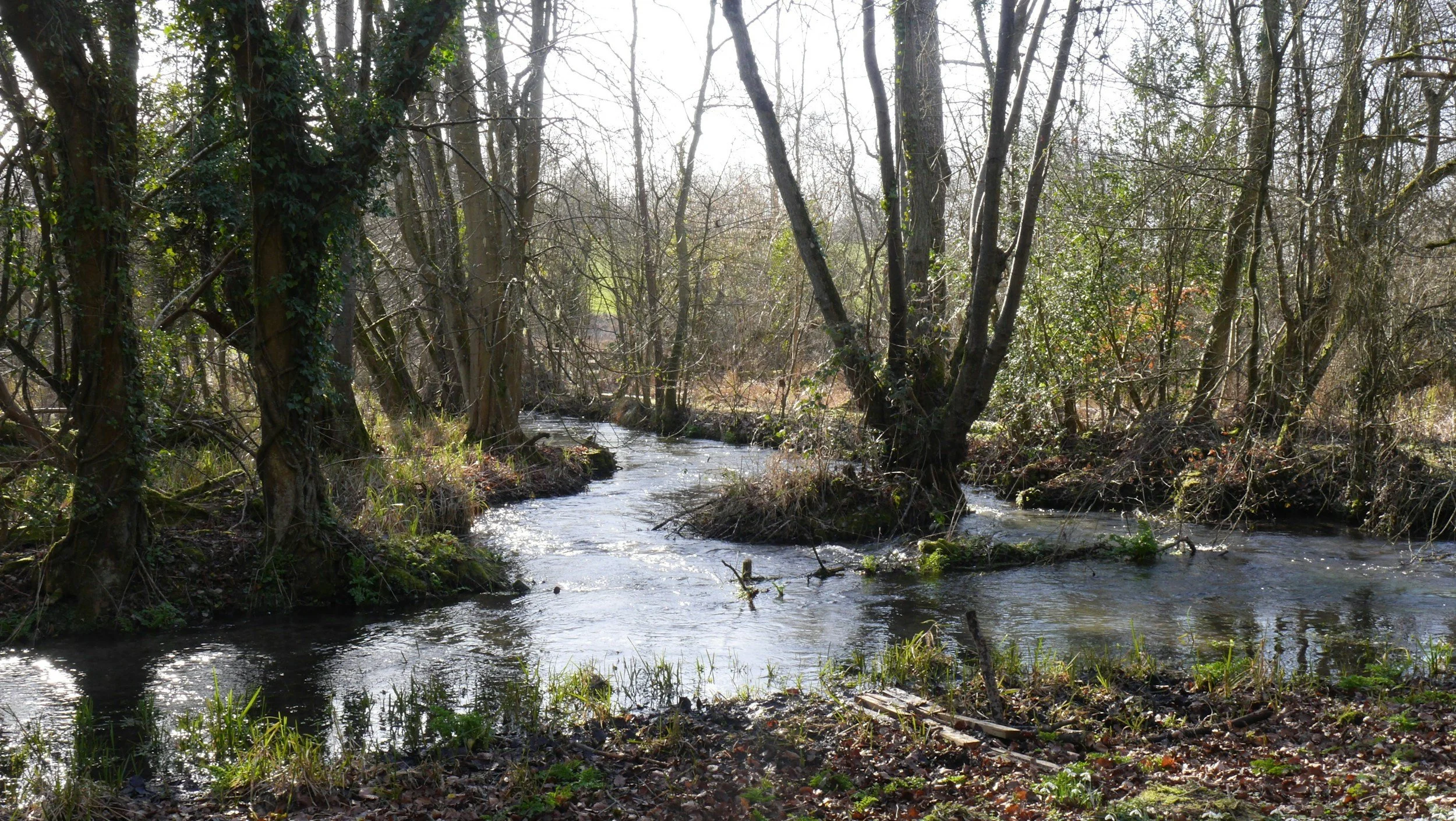 How the River Taught Me to Listen