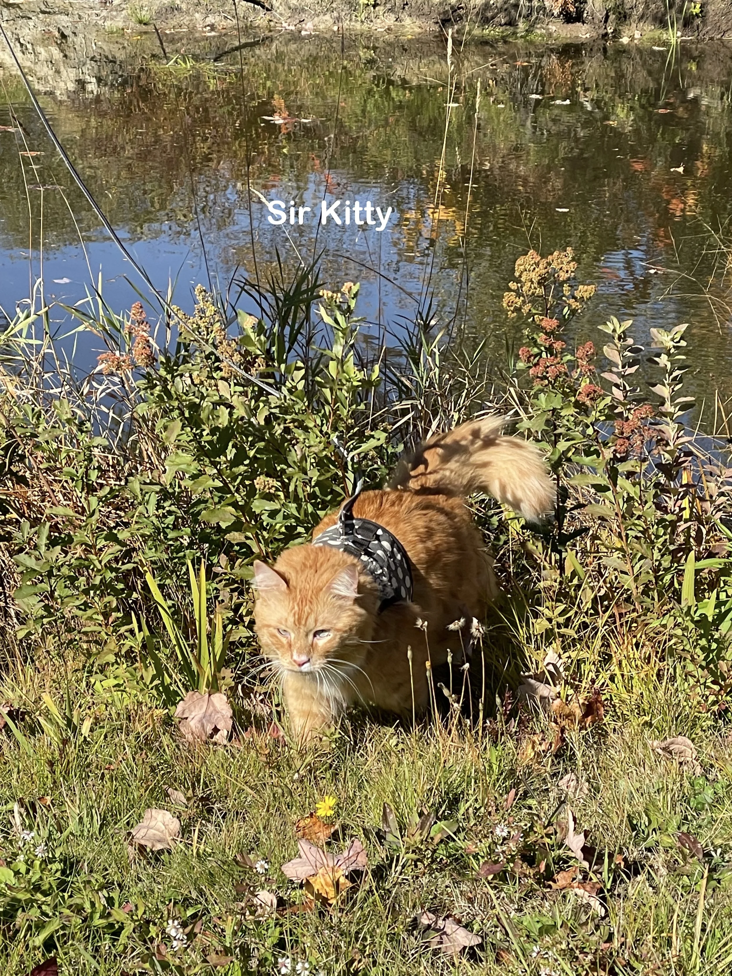 All You Need to Know Can Be Learned on a Walk with a Cat