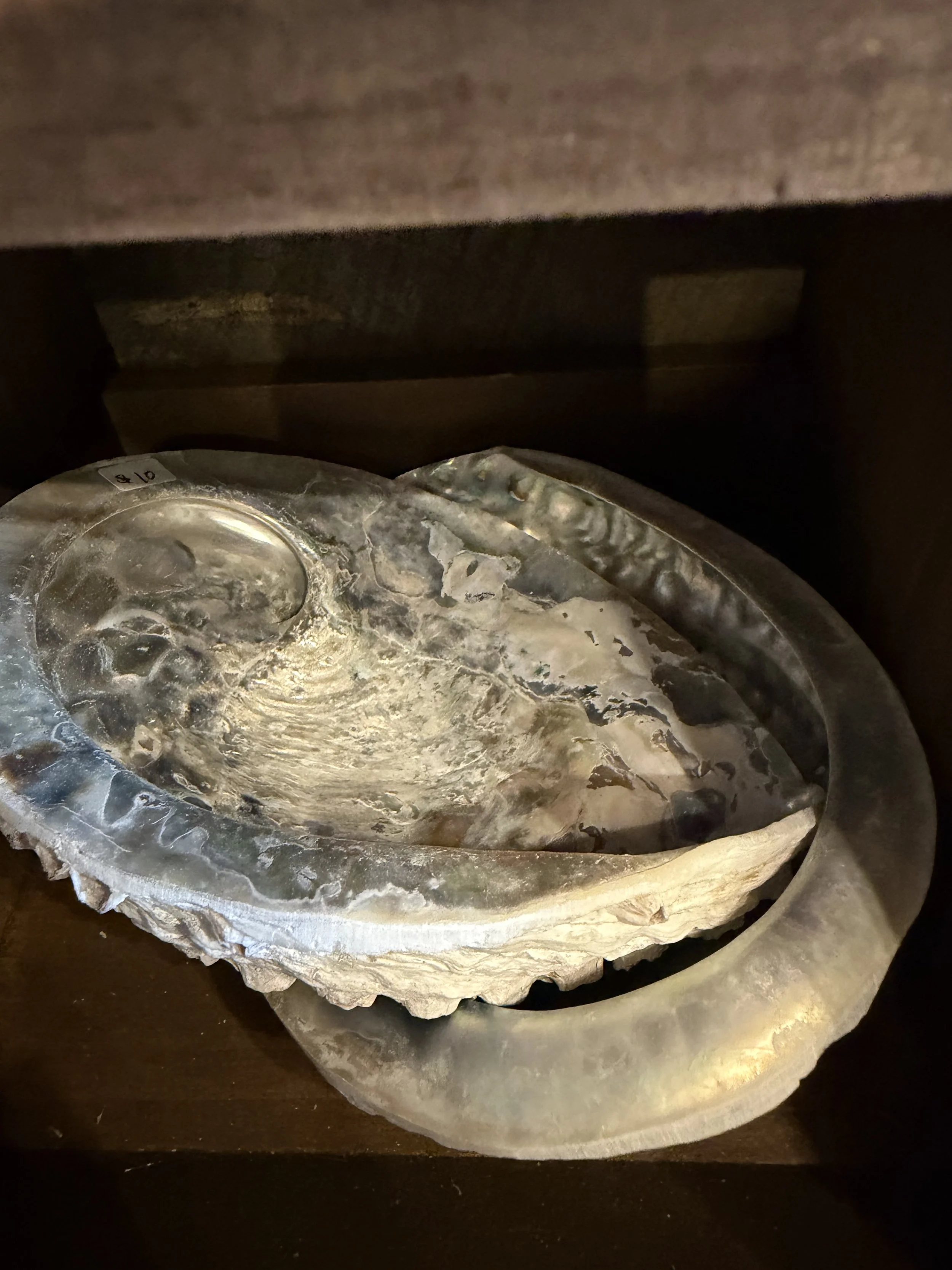 Large Abalone Shell
