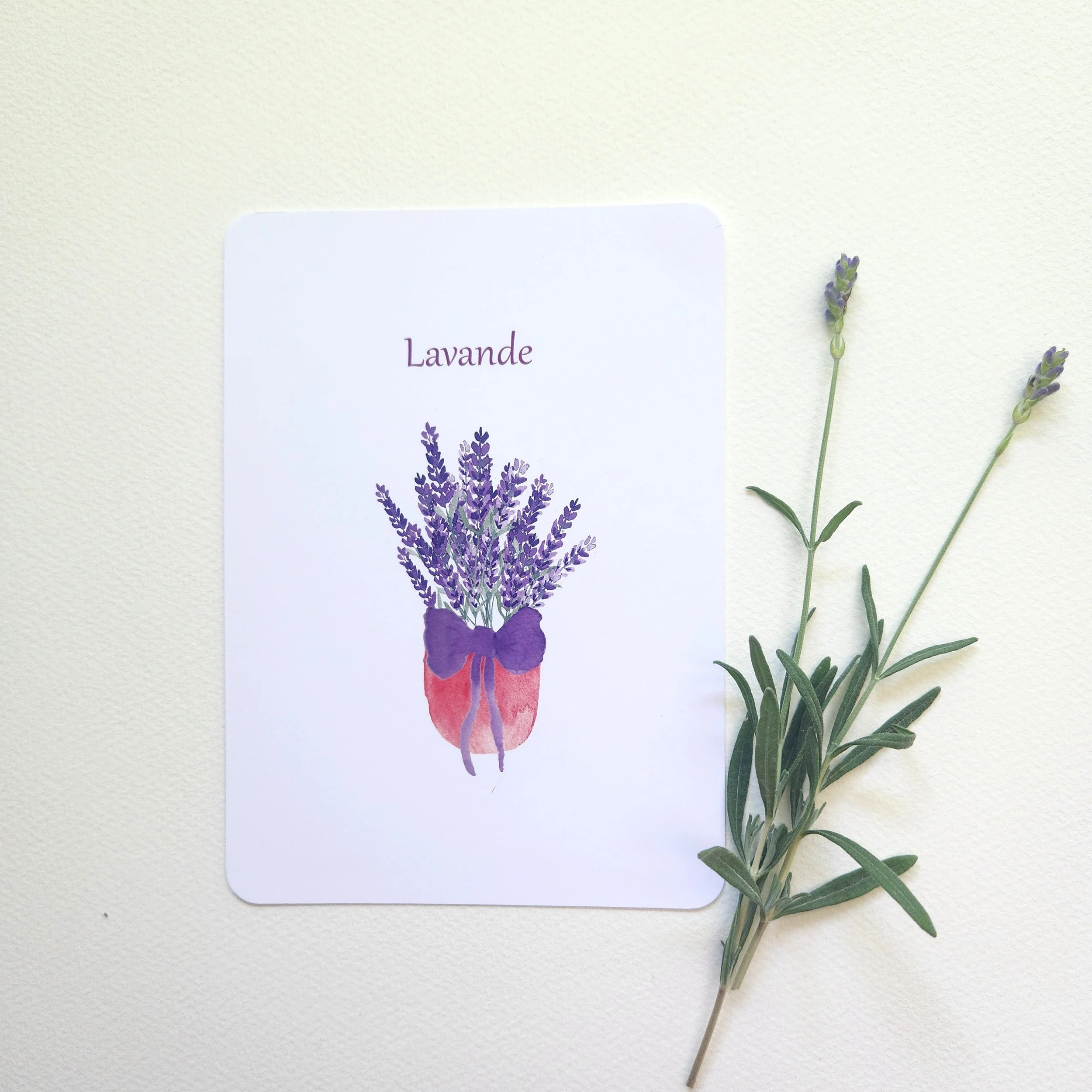 Lavande
