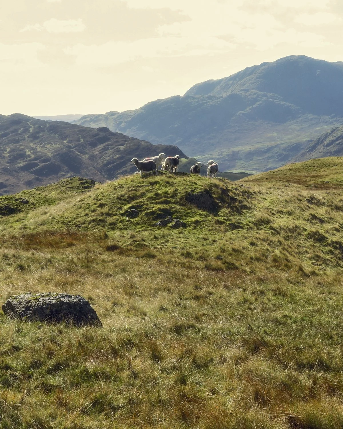 A group of sheep standing on a grassy hilltop in a mountainous landscape during daytime.