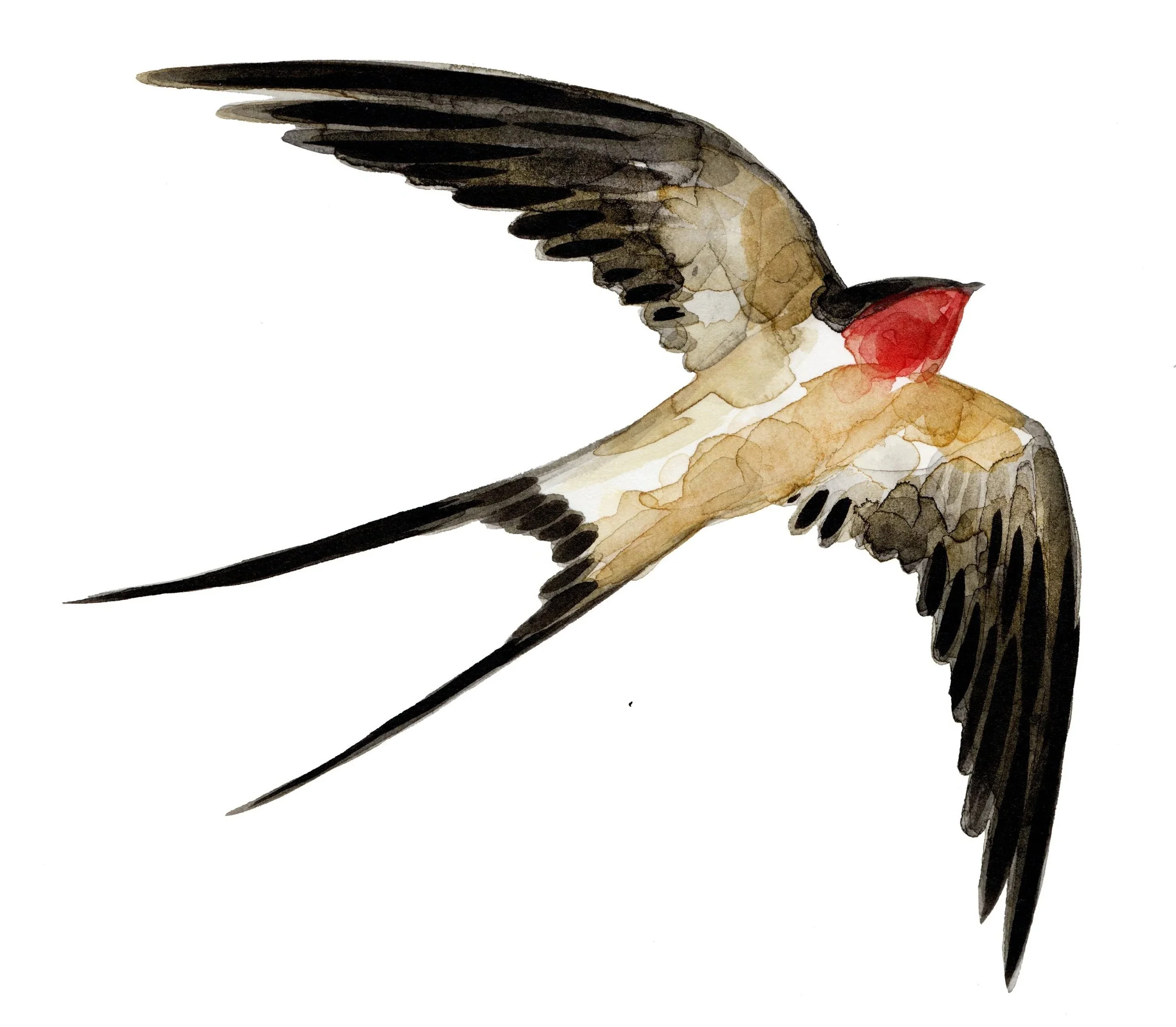 Watercolor painting of a flying swallow with black, beige, and red colors