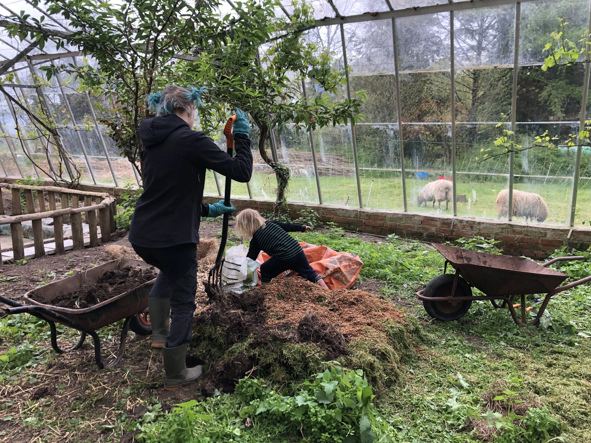 A woman and a young girl planting in a greenhouse with sheep visible outside through the glass walls.