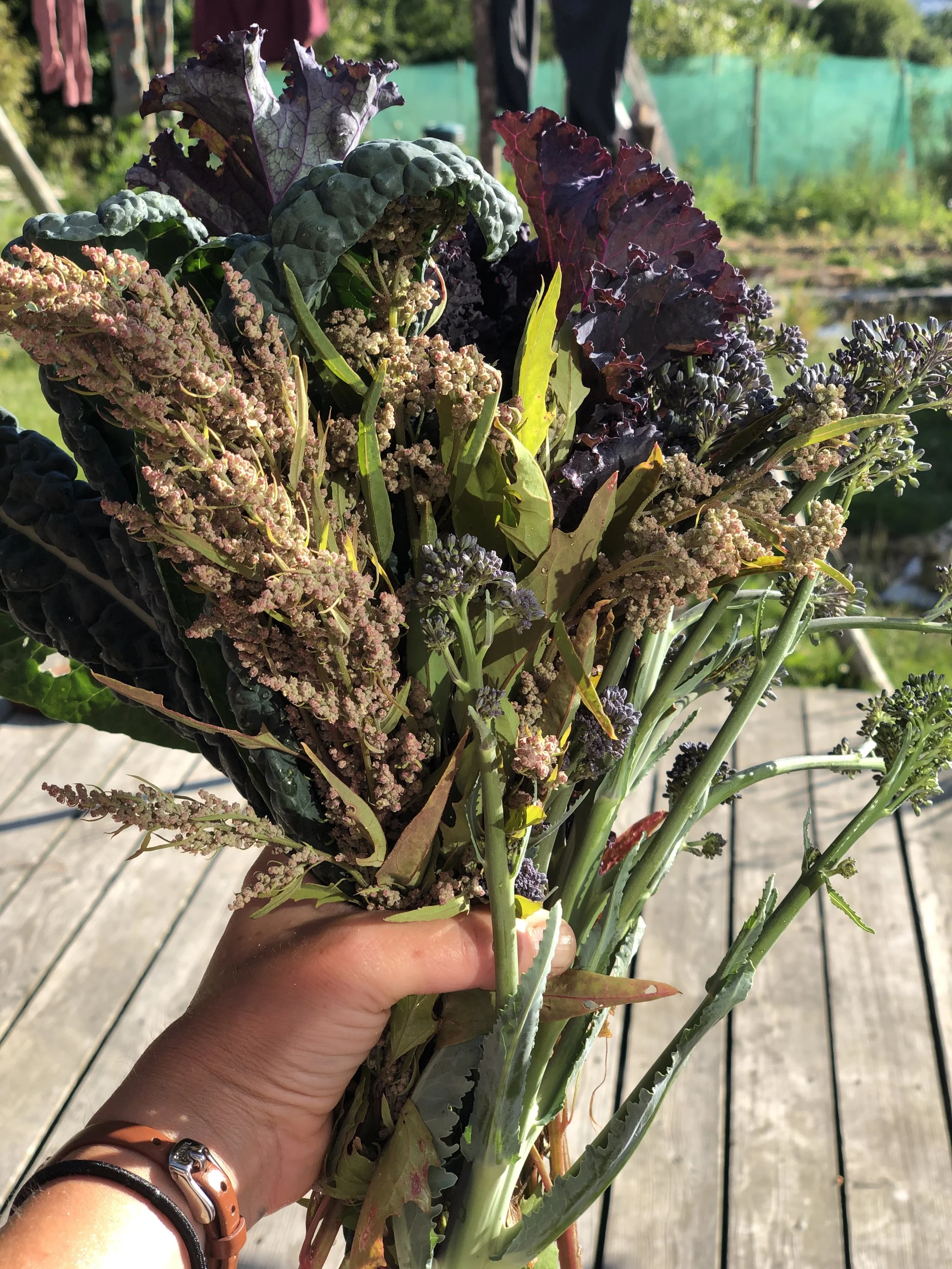 harvest from the garden
