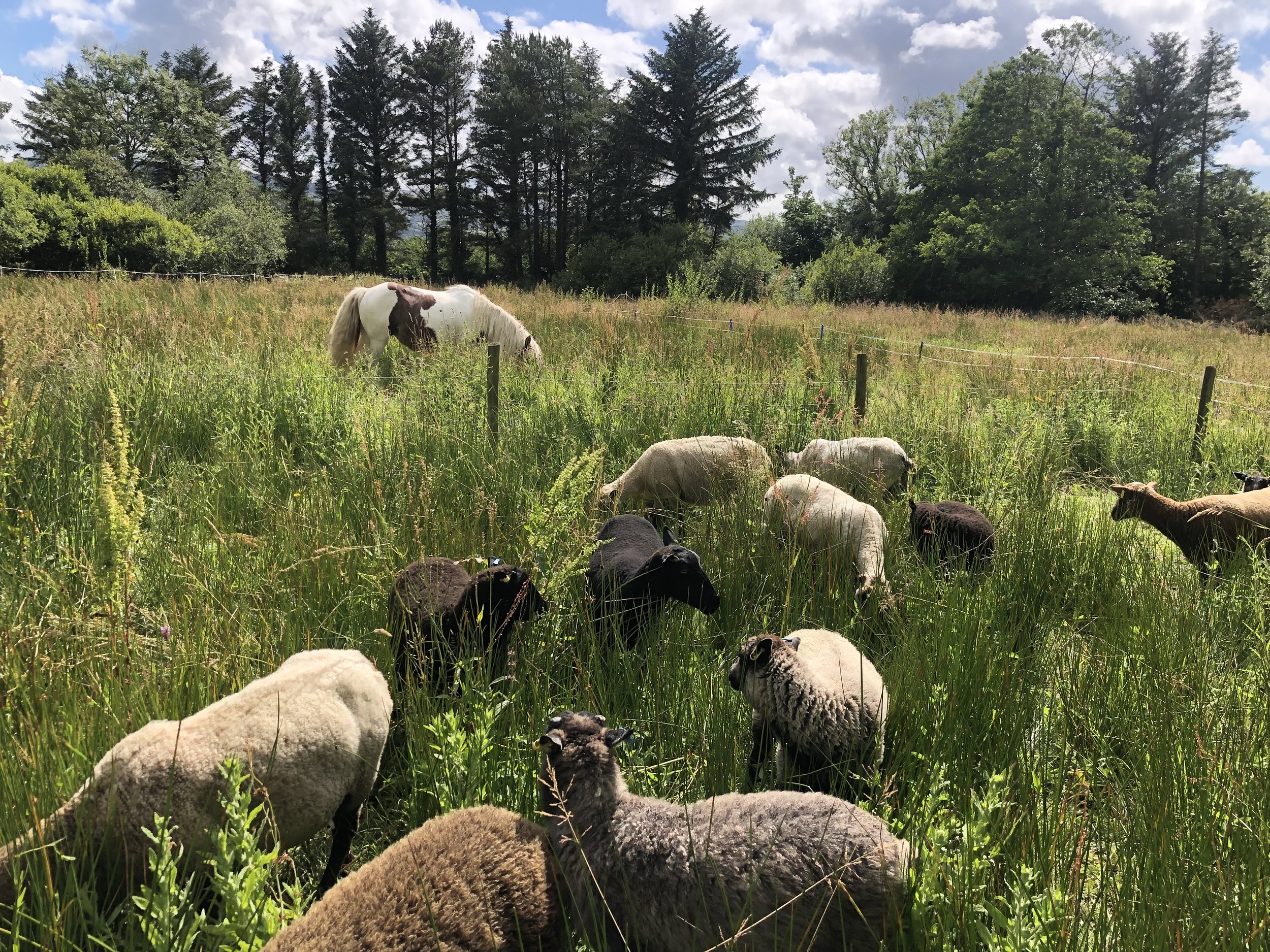 sheep regenerative agriculture
