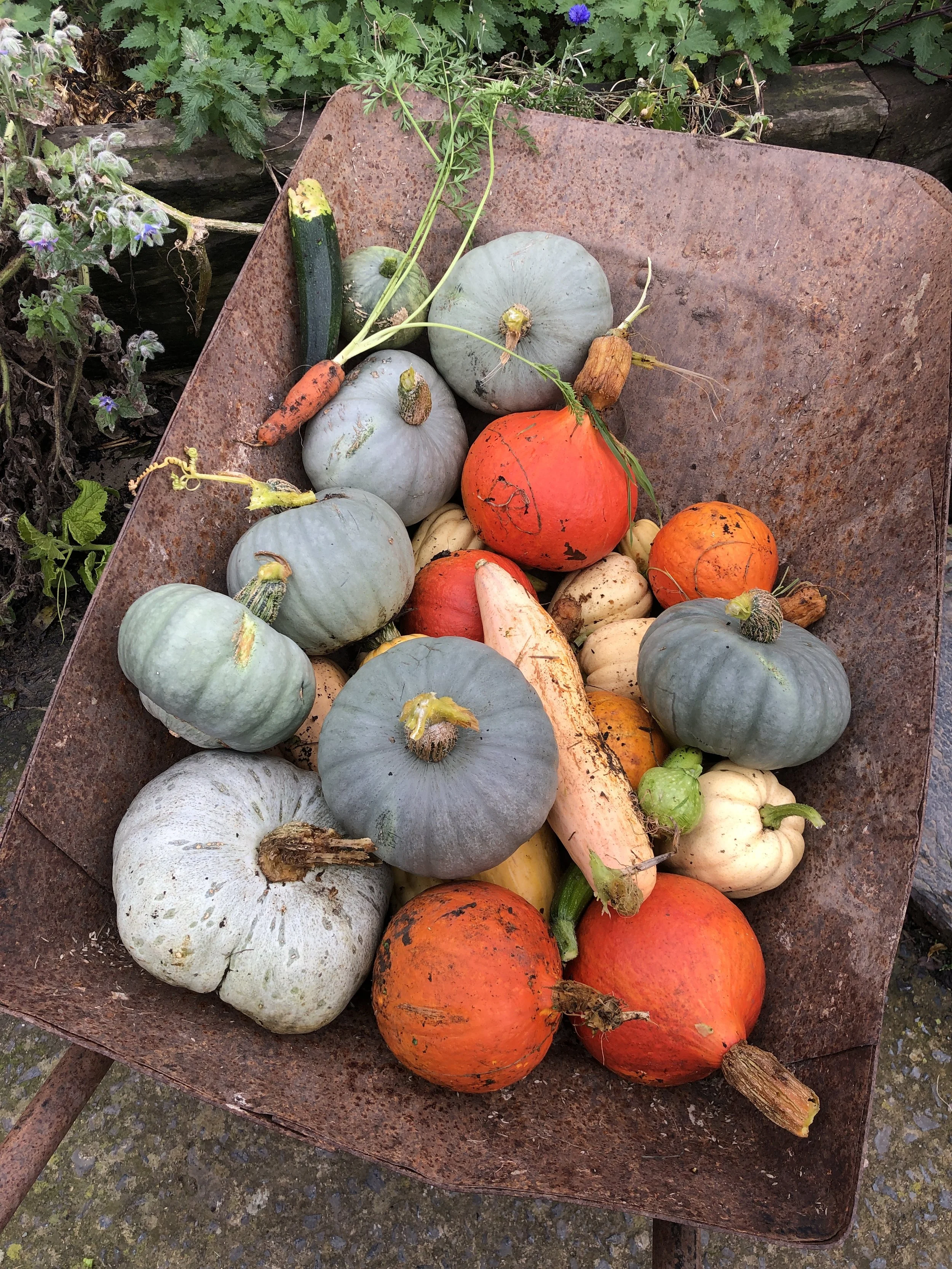 pumpkin harvest