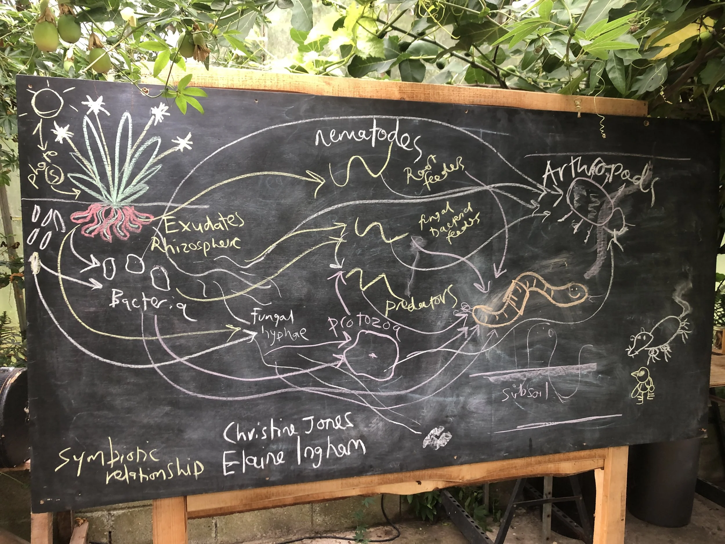 the soil food web