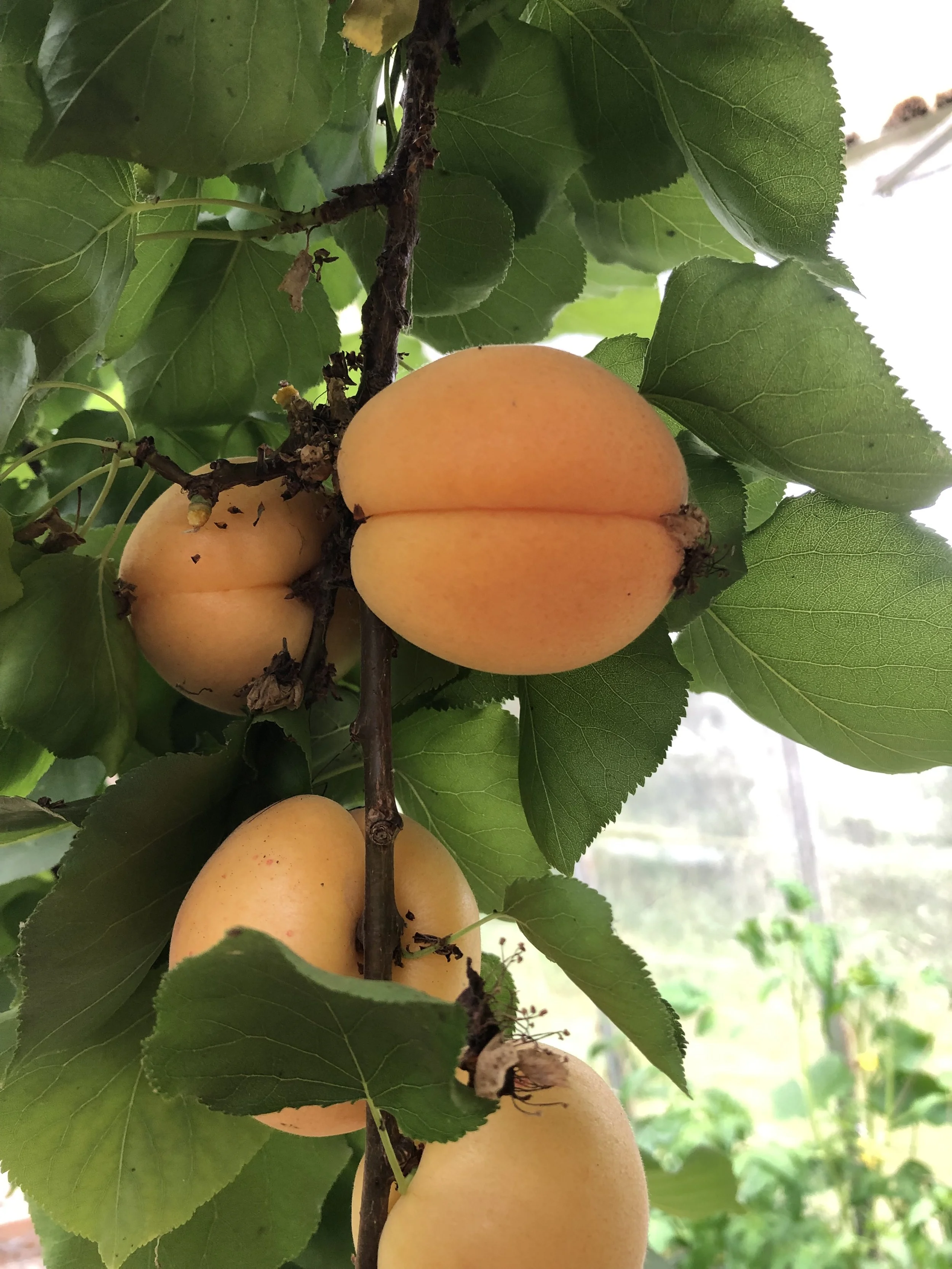 apricots