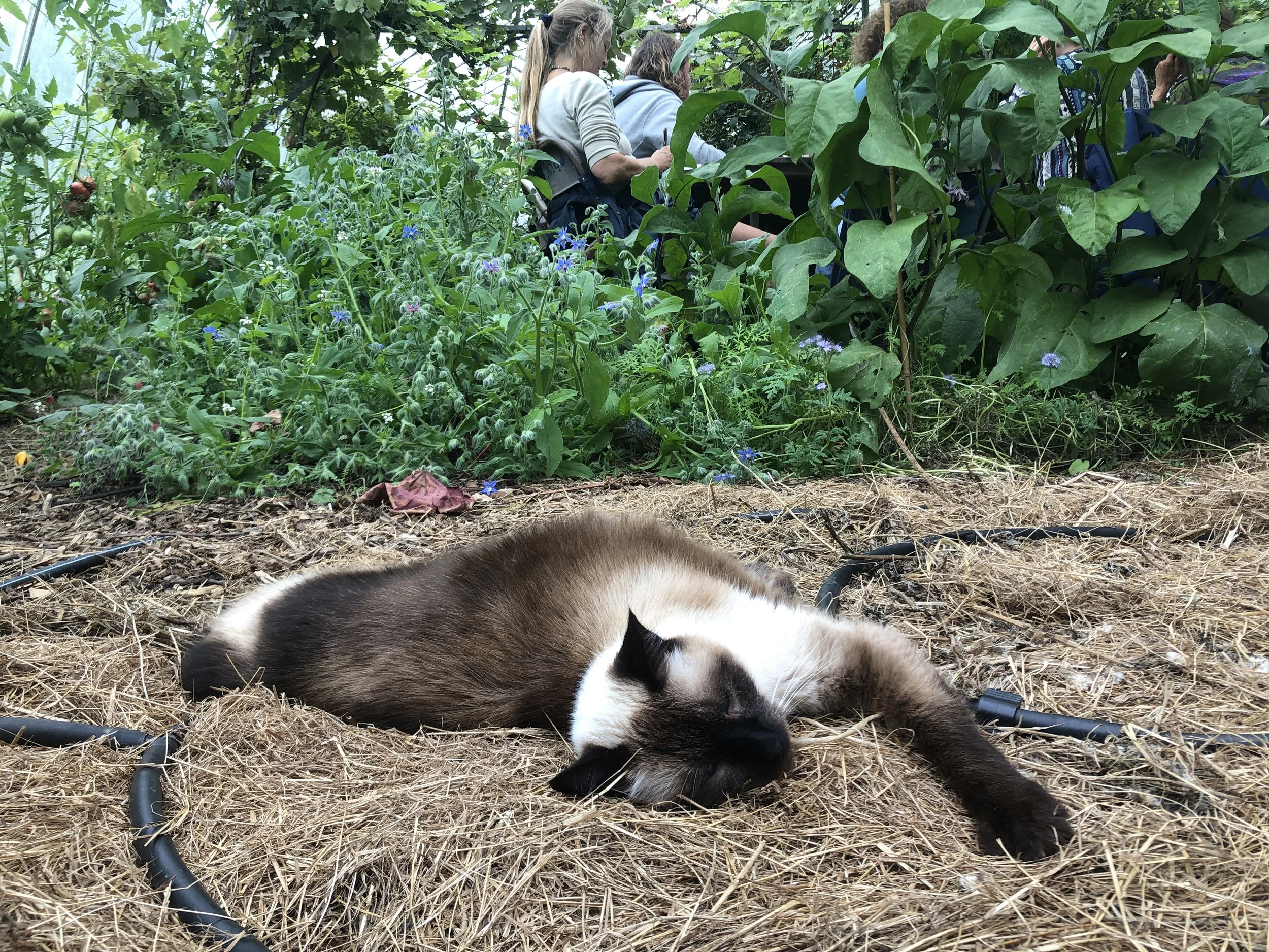 A Siamese cat sleeping on a bed of straw in a garden with green plants, flowers, and a group of people in the background.