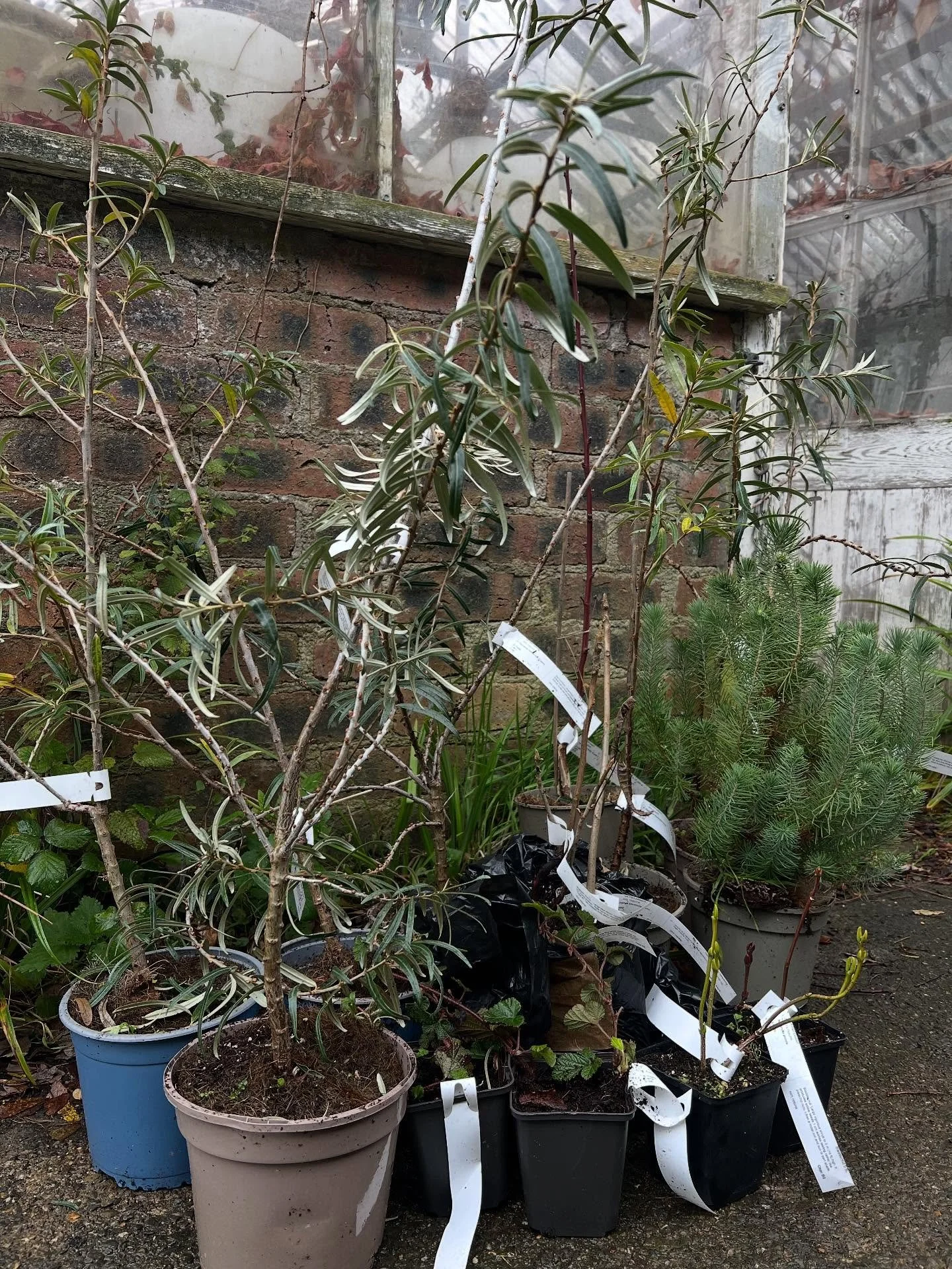 Thanks to Martin Crawford at the Agroforestry Research trust, these are just a few of our new friends to come join us in the forest garden this year. Large fruiting sea buckthorns, pine nuts, Nepalese raspberries, almonds, heart nuts, hickories and b