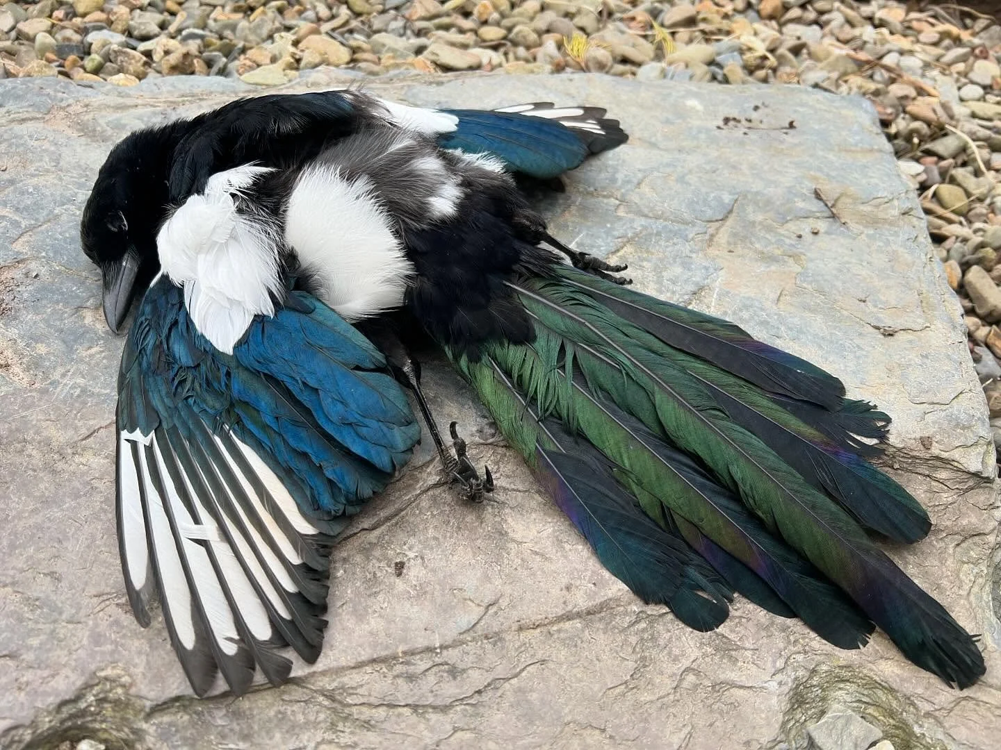 We found this magpie this morning, no clue how it passed away.. but what a chance to see its incredible colours, they&rsquo;re not just black and white at all! Our native birds are around us all the time, but how often do we stop to notice just what 