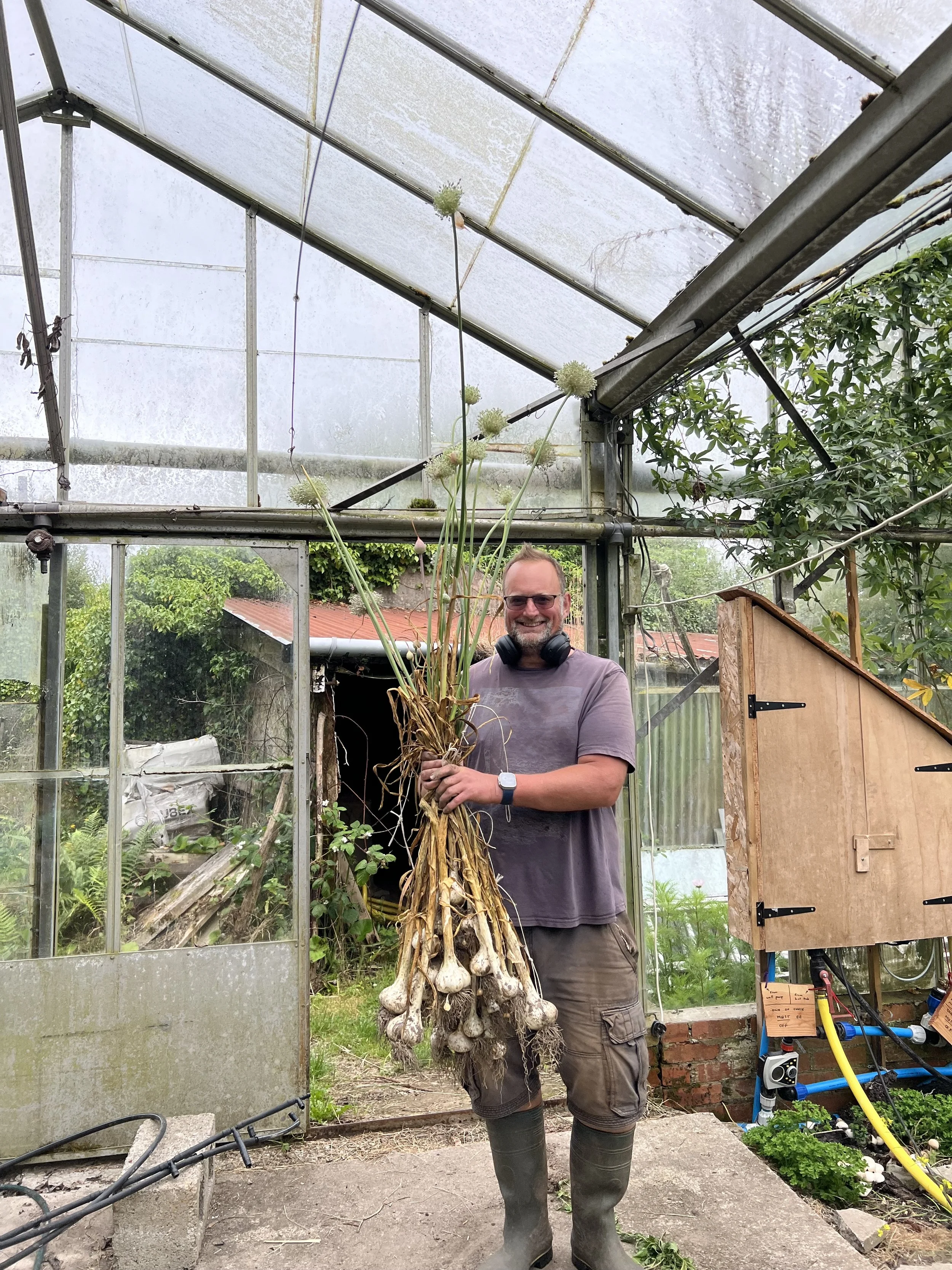 A man with glasses and a beard, wearing a gray t-shirt, khaki pants, and rubber boots, is holding a large bunch of garlic bulbs with long green stems inside a greenhouse. He is smiling and wearing headphones around his neck.