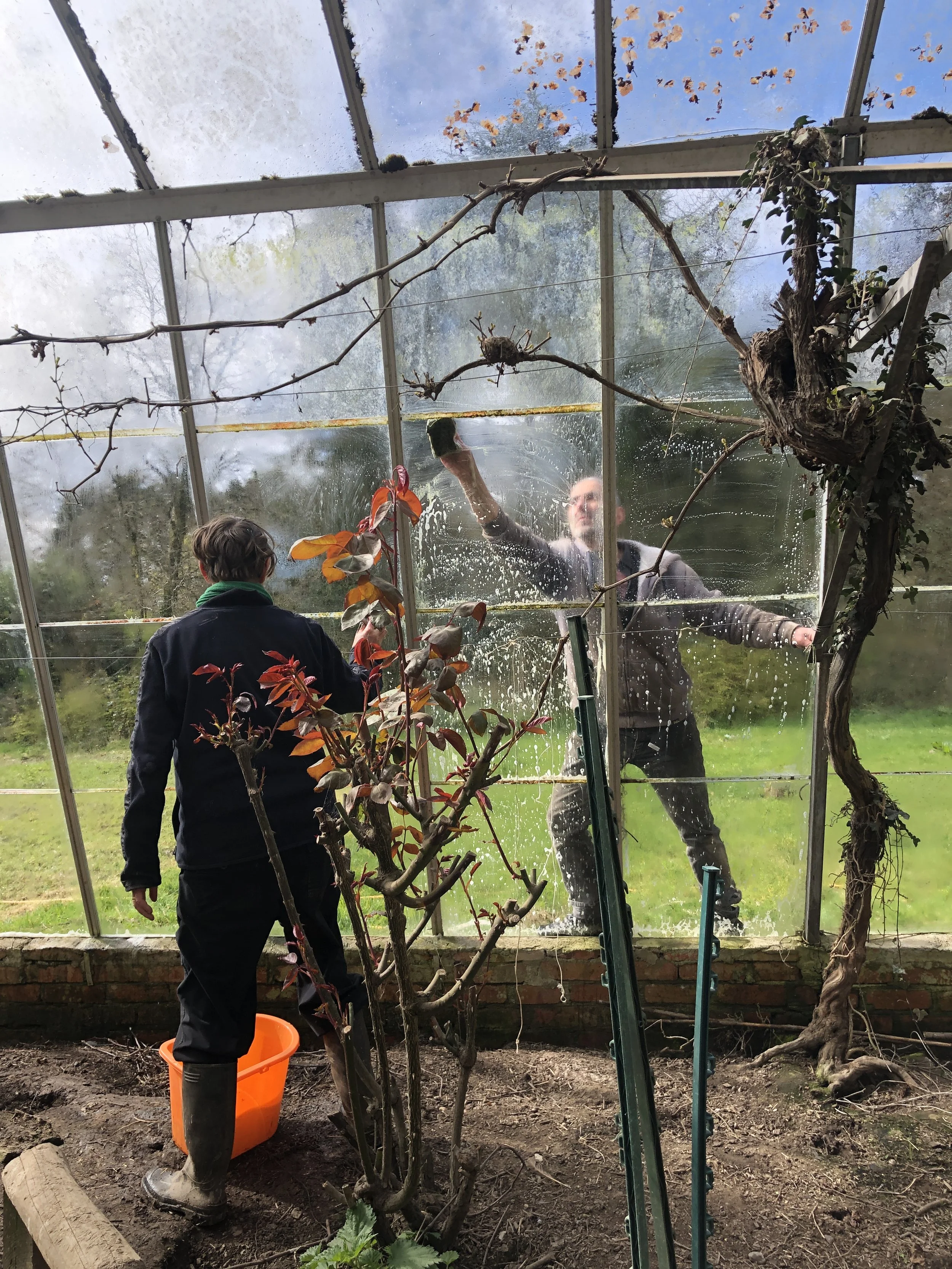 Two people cleaning a large glass greenhouse window from the inside, with one using a sponge. The other stands outside, reaching for the window. Gardening tools and a plant with red leaves are visible.