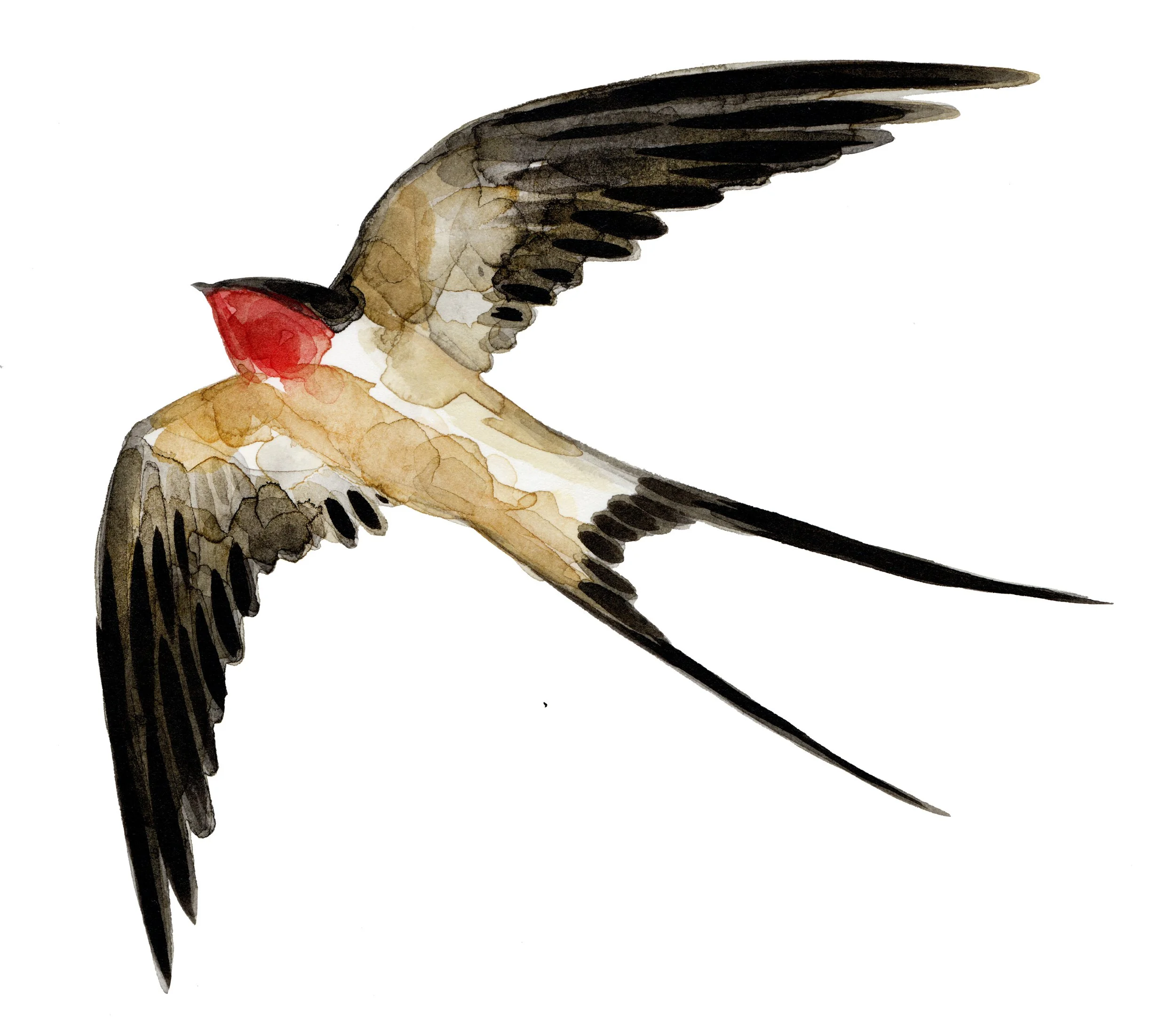 Watercolor illustration of a bird in flight with long tail feathers and a red patch on its head.