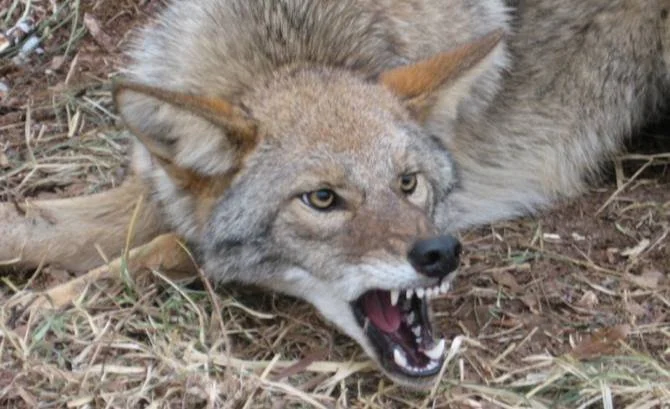 A snarling coyote lying on the ground with its mouth open, showing sharp teeth, in a natural outdoor setting with dry grass and dirt.