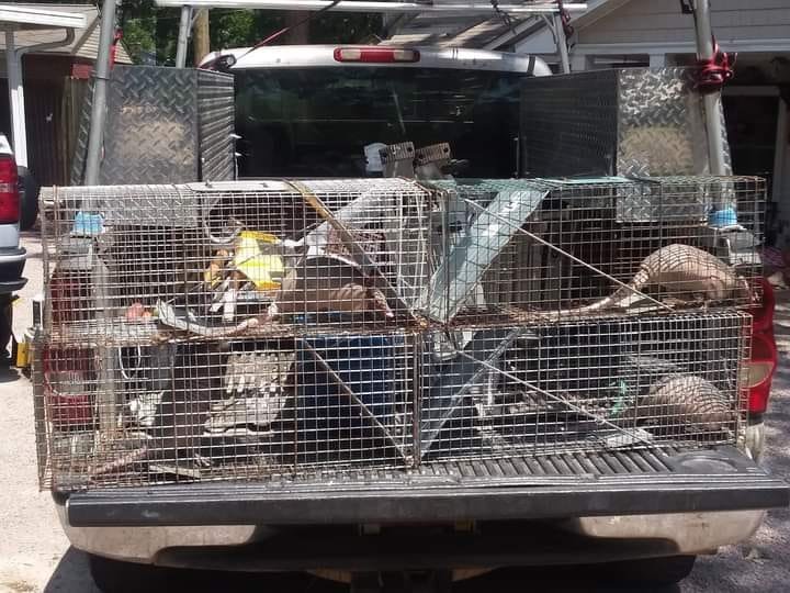 The back of a pickup truck with multiple metal cages containing several wild raccoons and armadillos.