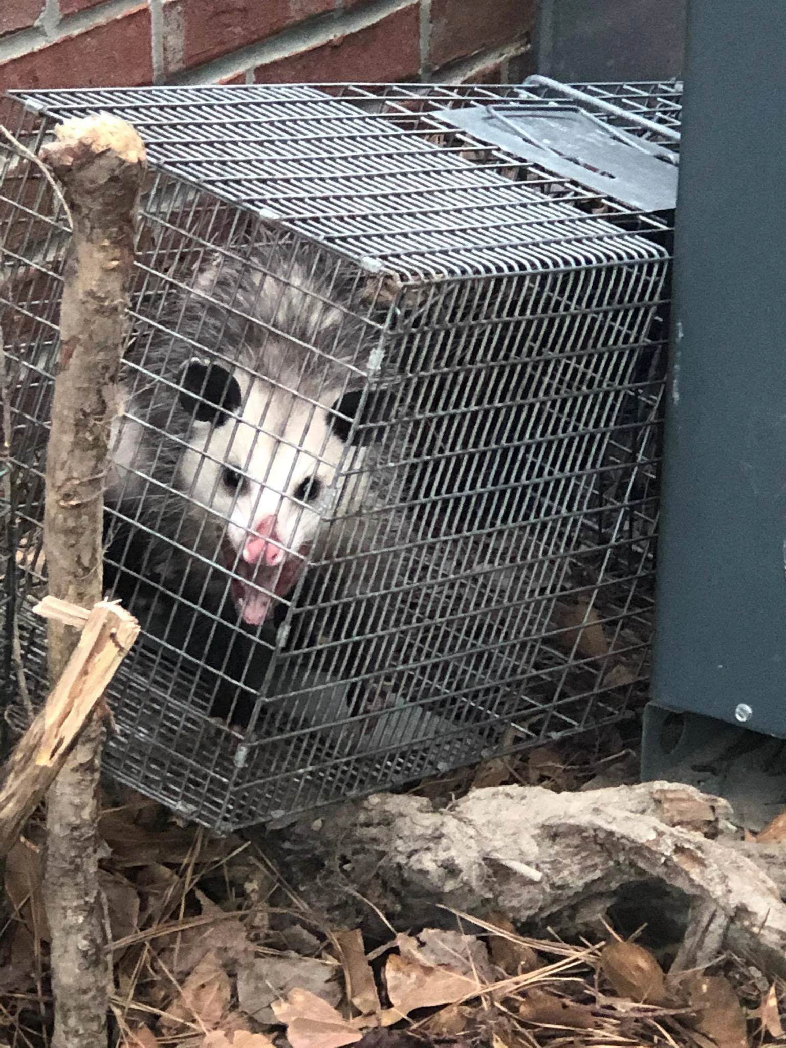 Young opossum in a metal trap outdoors surrounded by dry leaves, small branches, and rocks.