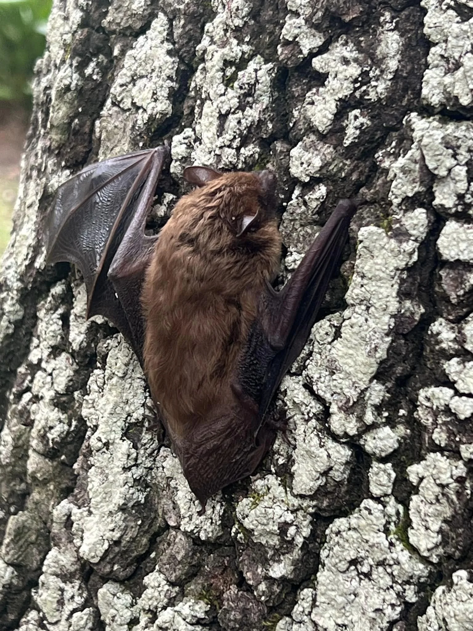 A brown bat hanging on a tree trunk with textured bark.