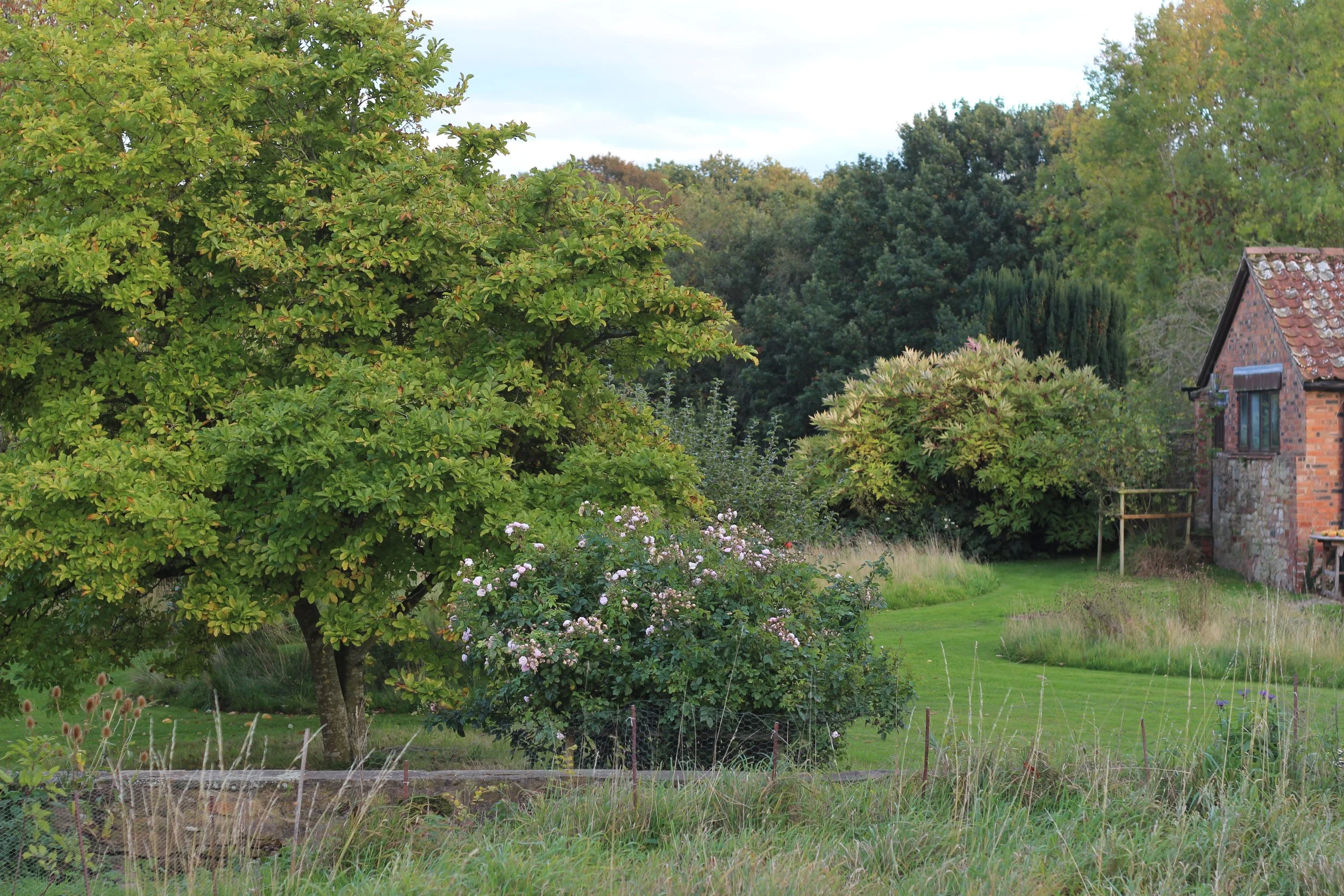 A rural garden scene with a large green tree, a smaller flowering shrub with pink and white blooms, and a stone and brick house in the background, surrounded by grass and other trees.