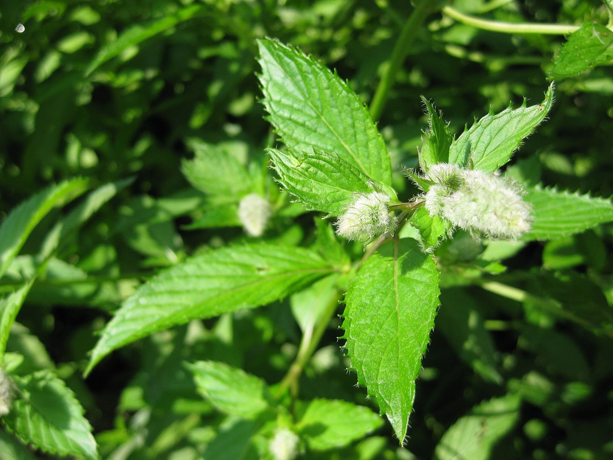Close-up of green mint leaves with fuzzy white stems.