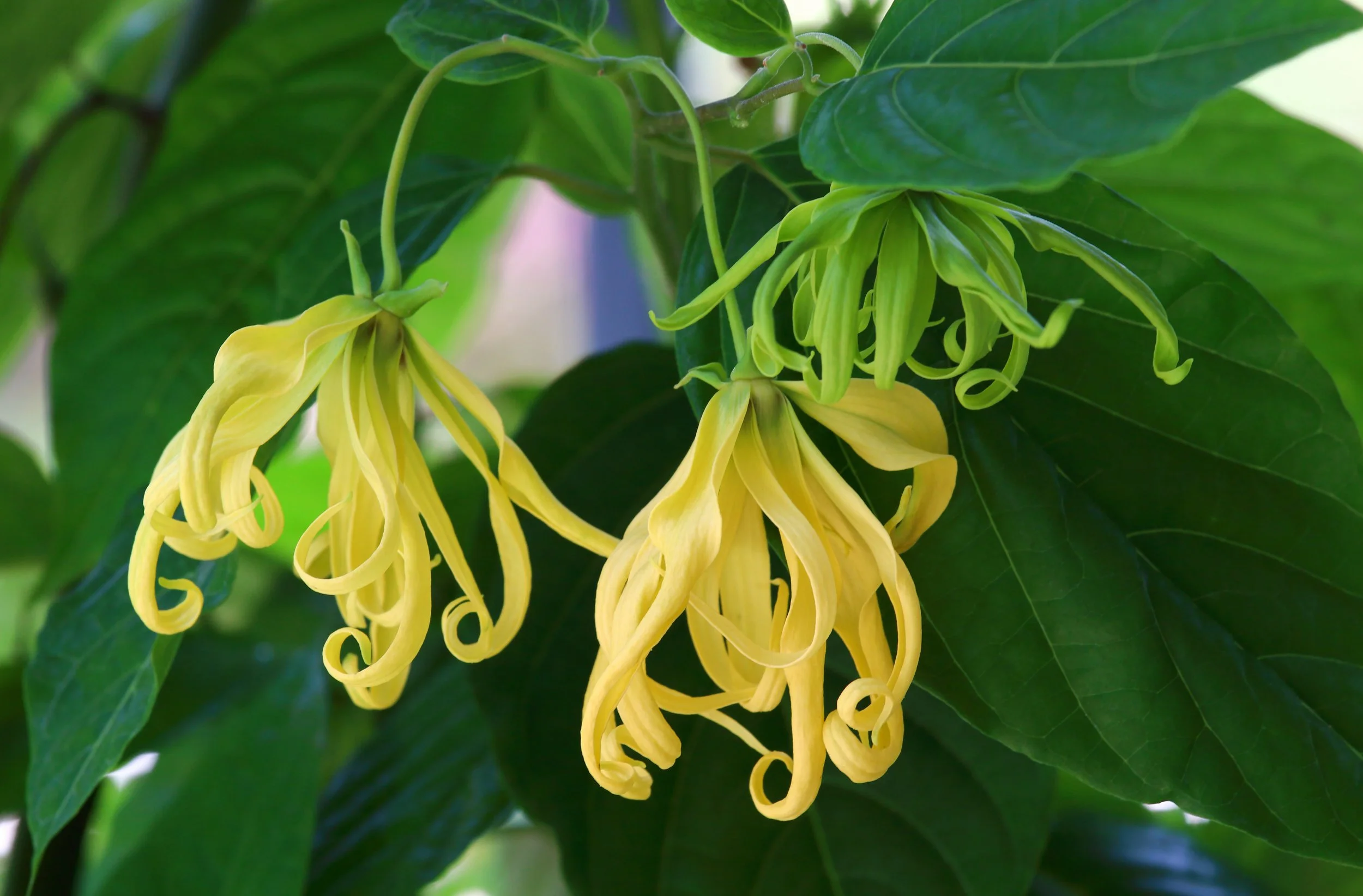 Close-up of yellow honeysuckle flowers hanging from green leaves.