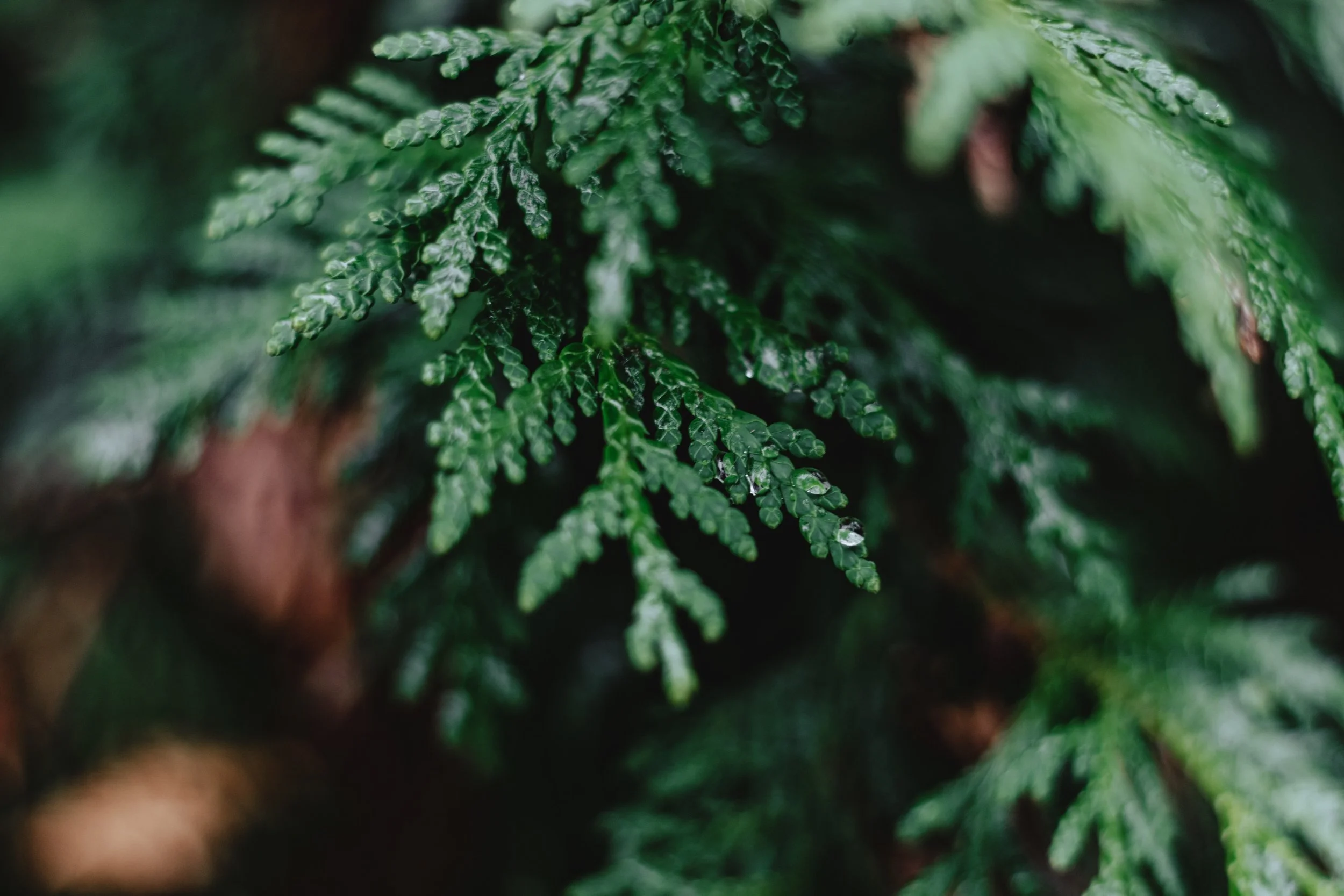 Close-up of green pine or cedar tree branches with water droplets on the needles.