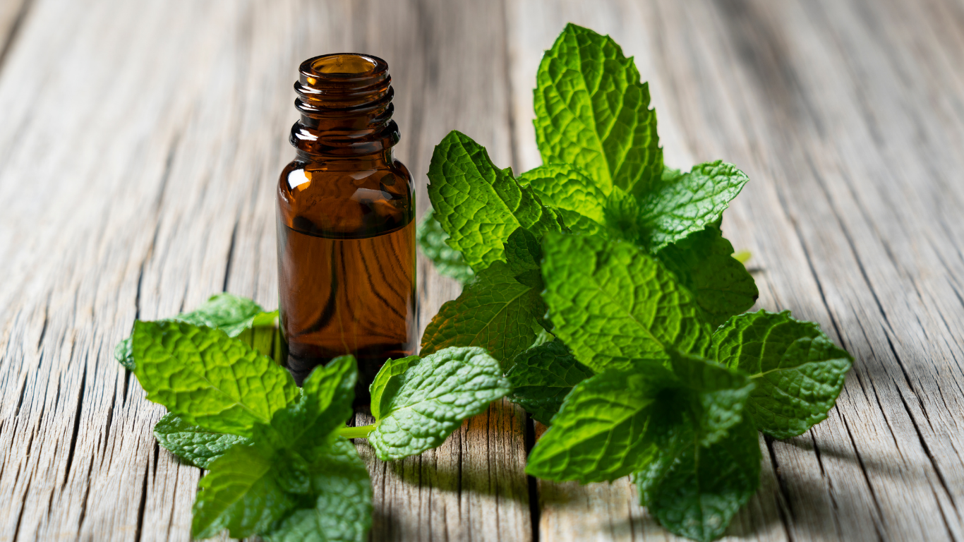 Why Peppermint Oil Feels So Cooling in Summer (And Its Long History as a Refreshing Botanical) 