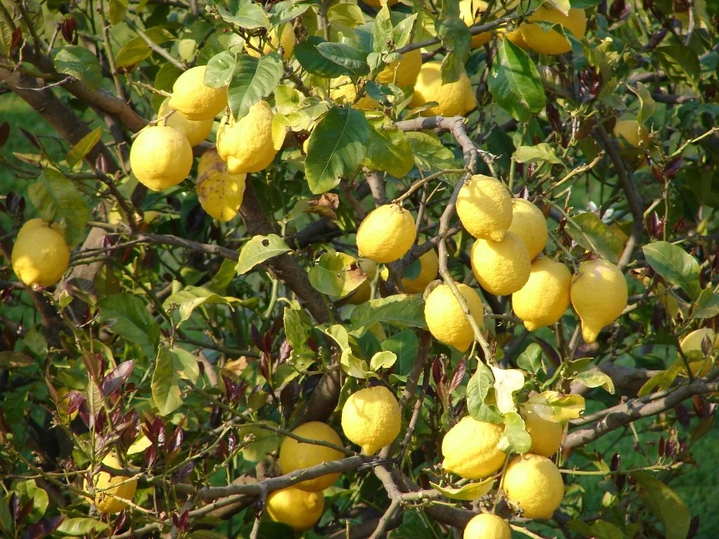 A lemon tree with ripe yellow lemons hanging from the branches, surrounded by green leaves.
