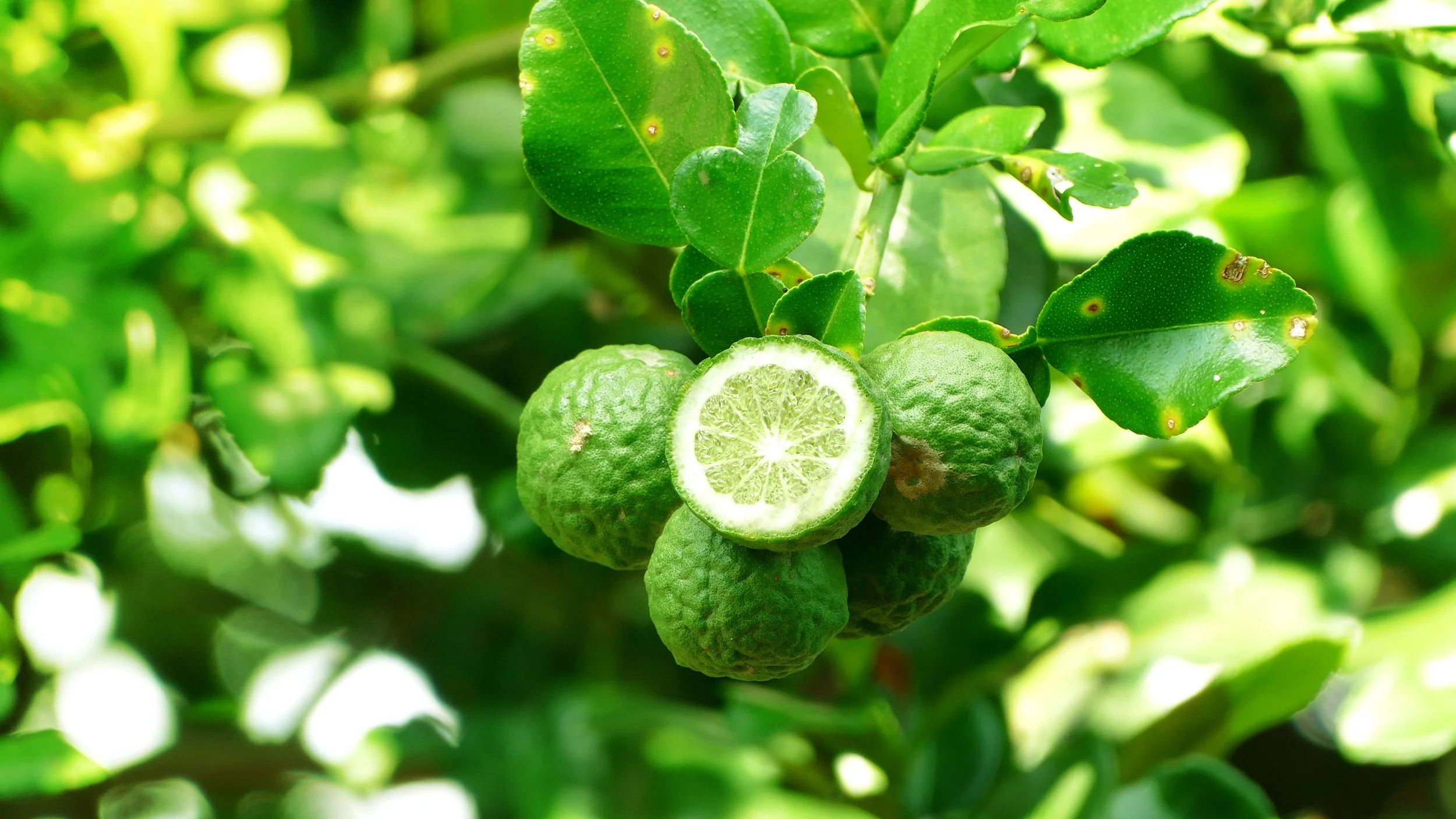 Close-up of a kaffir lime fruit on a tree with green leaves, some of which have small brown spots.