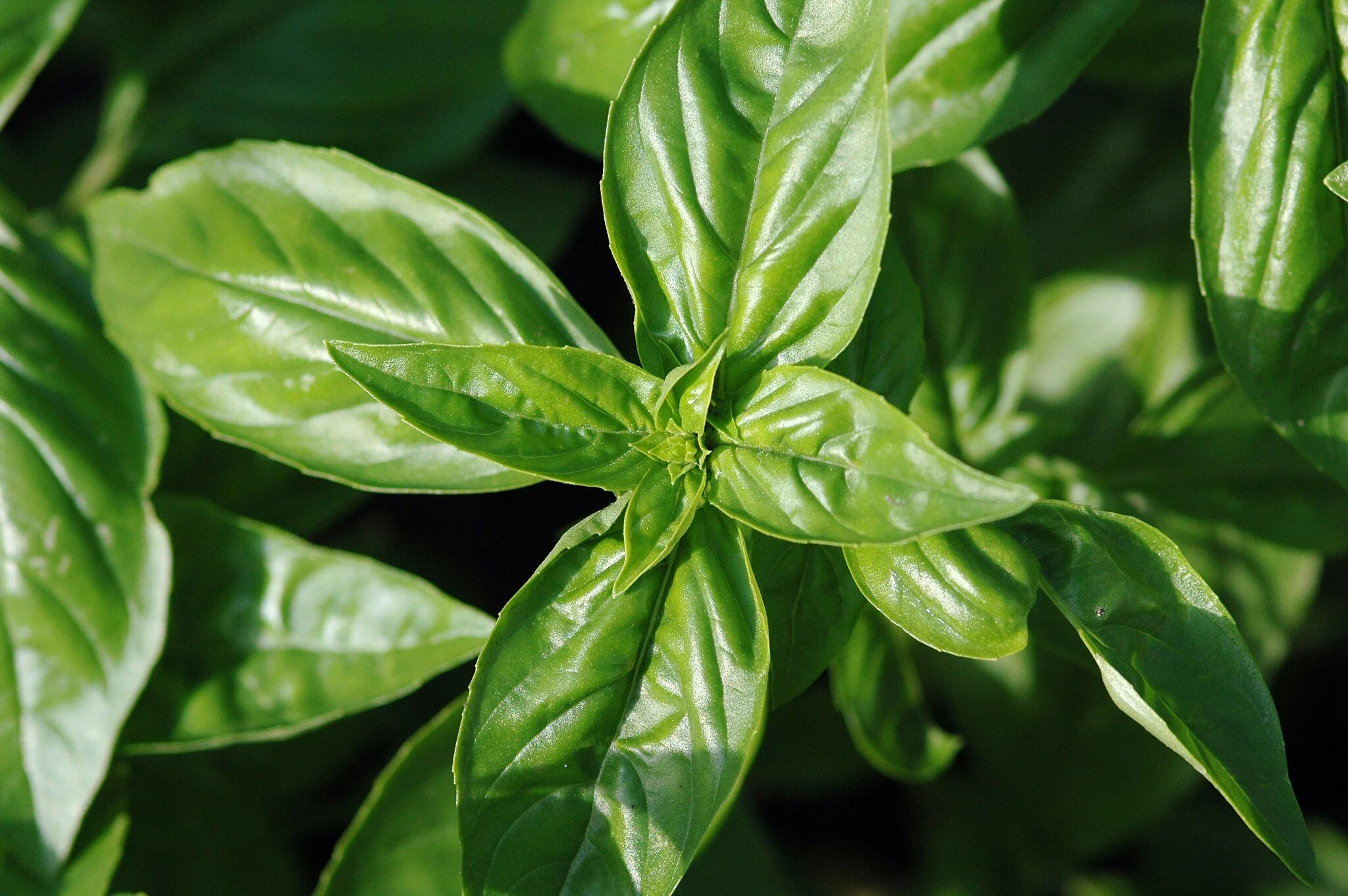 Close-up of fresh green basil leaves with shiny surface.