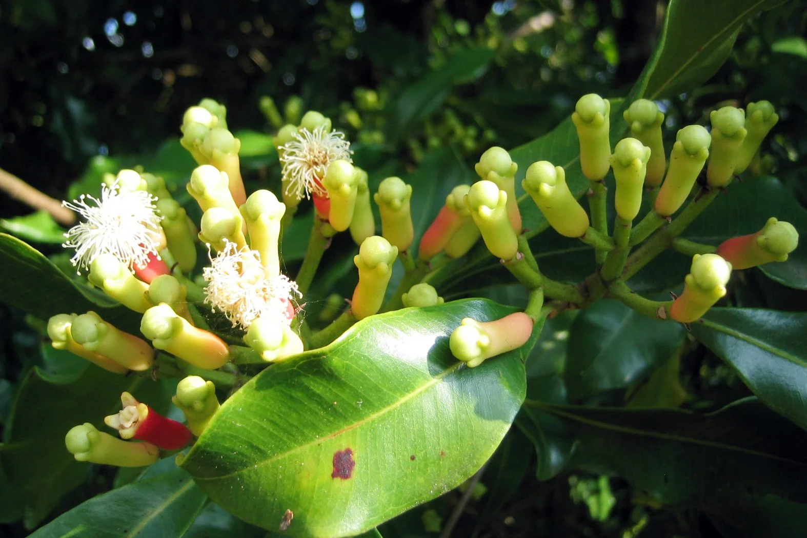 Green buds and white flowers on a leafy plant.