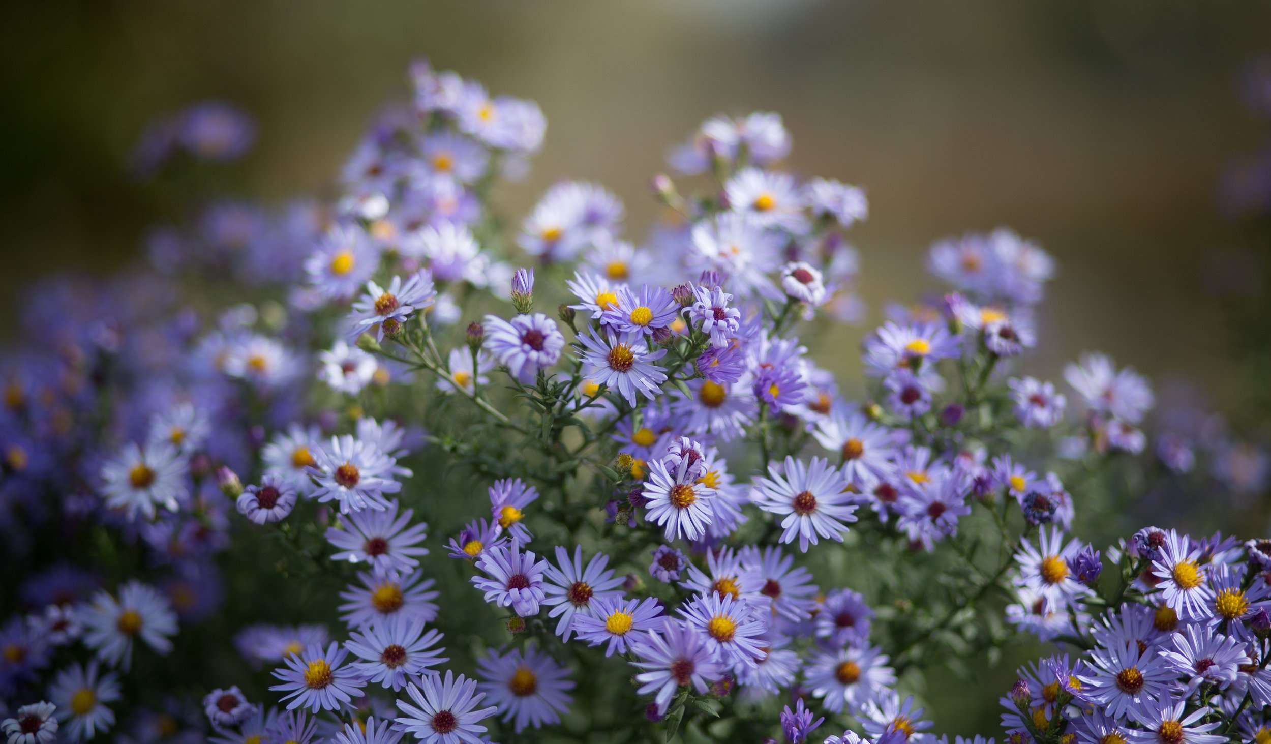 Close-up of purple and white daisy-like flowers with yellow centers in a garden setting.