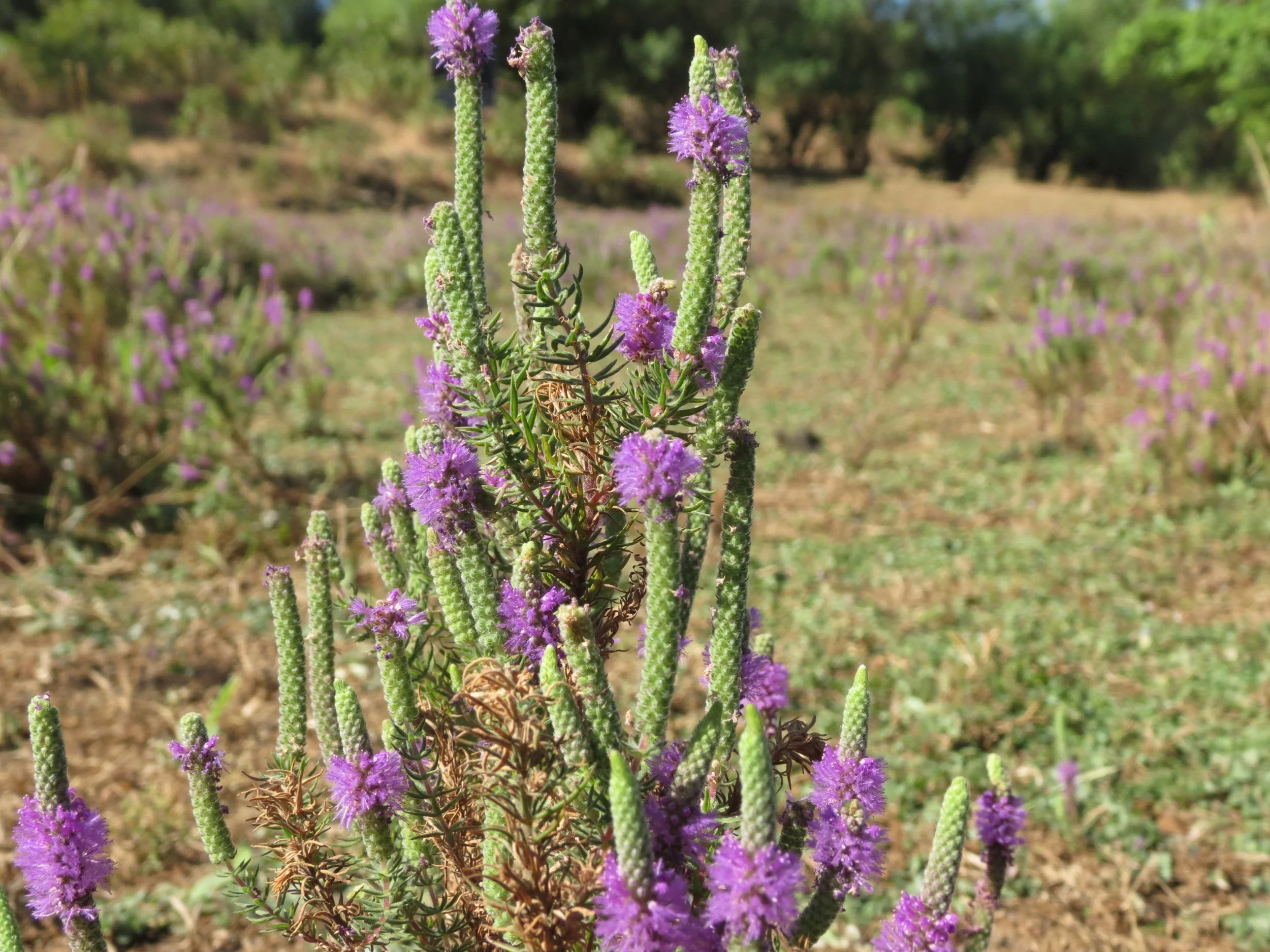 A close-up of a flowering plant with purple flowers and green stems in a field.