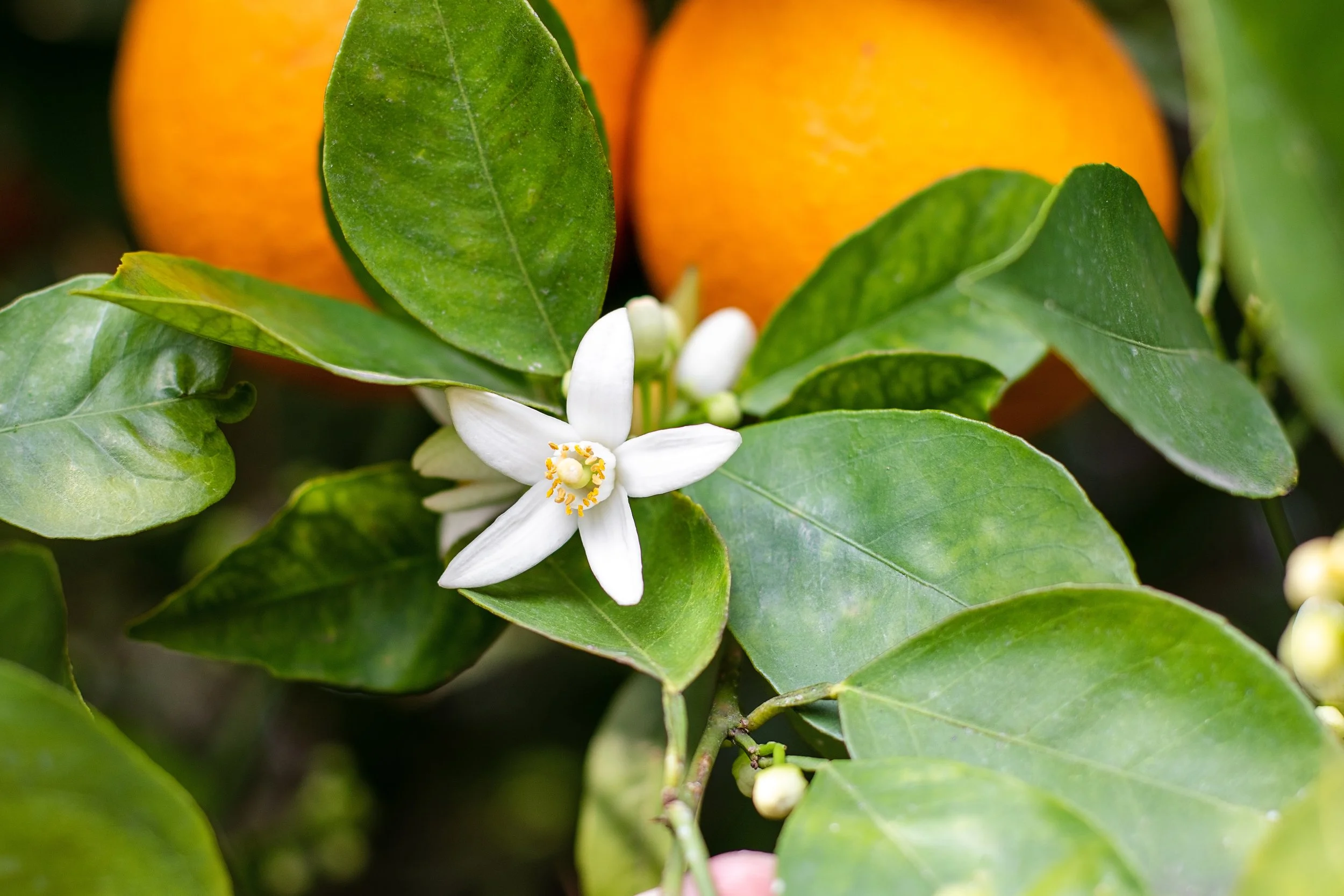 Close-up of green leaves, white flower, small green buds, and orange fruit in the background on a citrus tree.