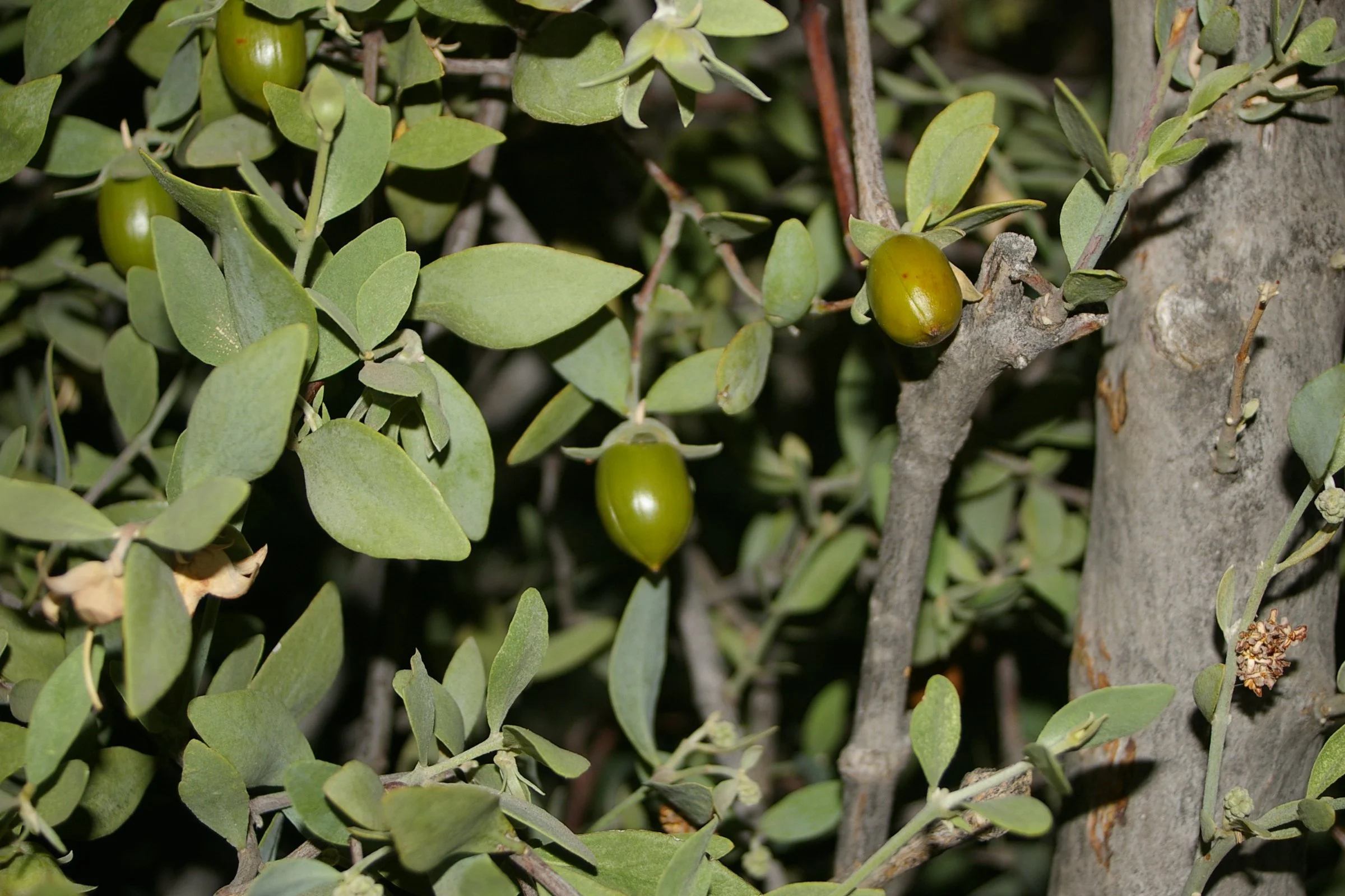 Close-up of green olives growing on a bush among gray-green leaves and branches.