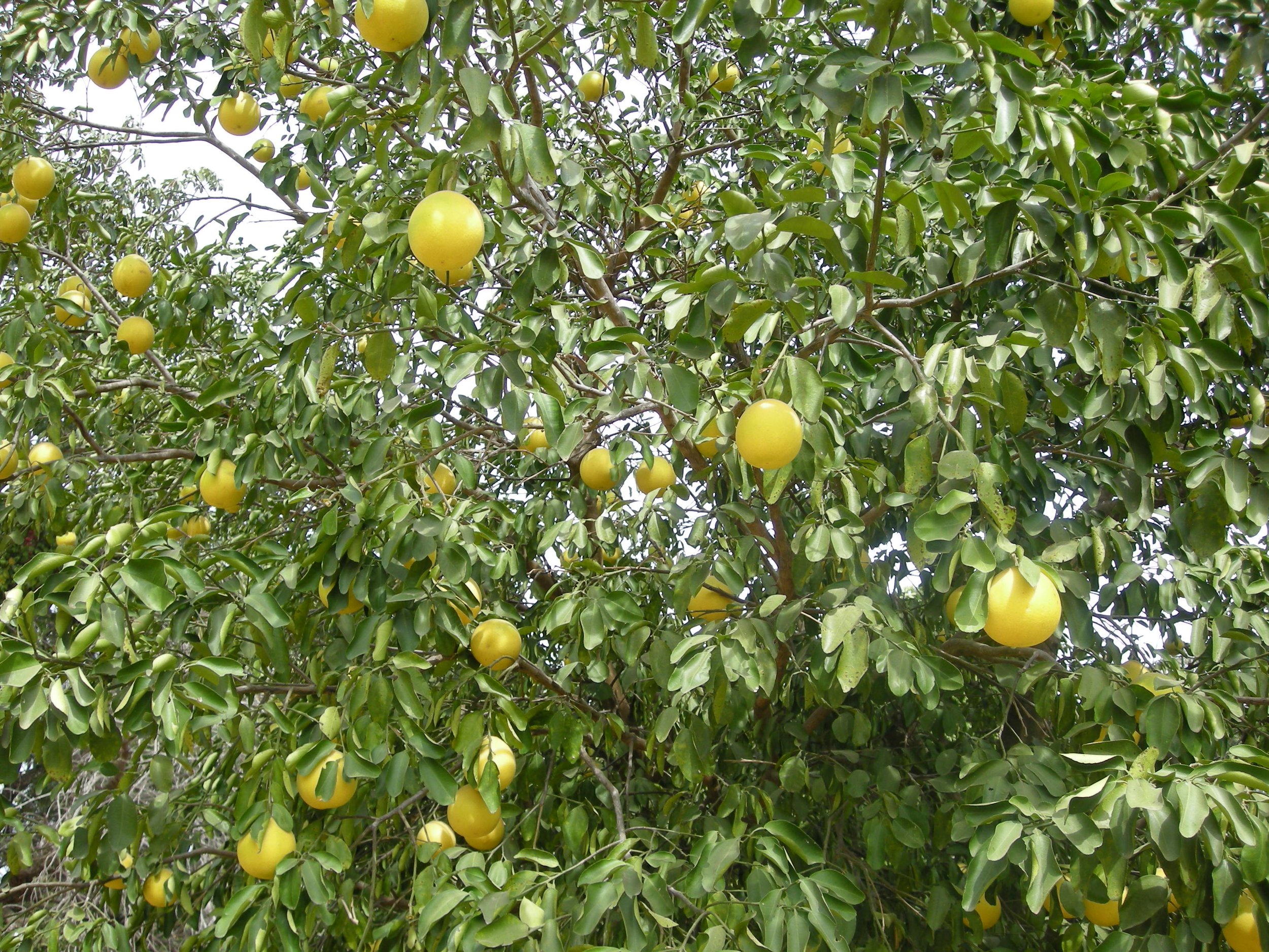 A tree with green leaves and numerous round, yellow-green fruits growing in clusters.