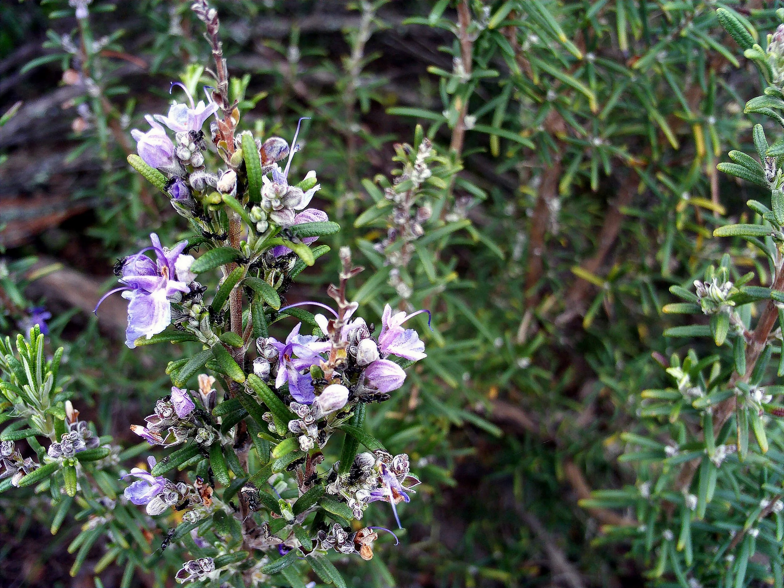 Close-up of lavender flowers and bees gathering nectar among green leaves and stems.