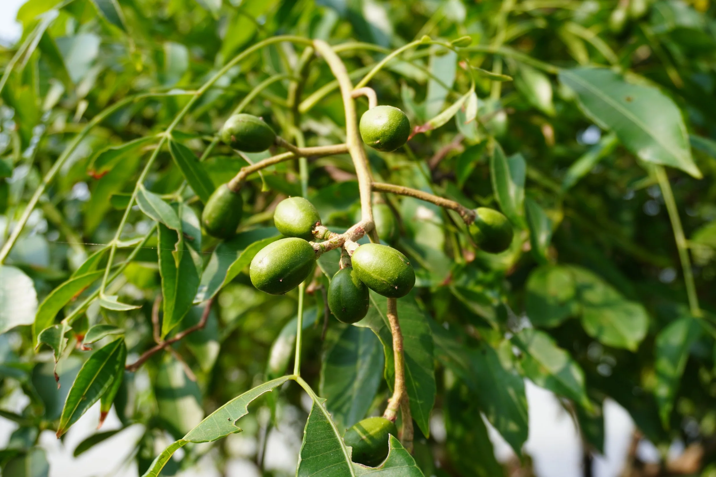 Green peppercorns on a plant with green leaves.
