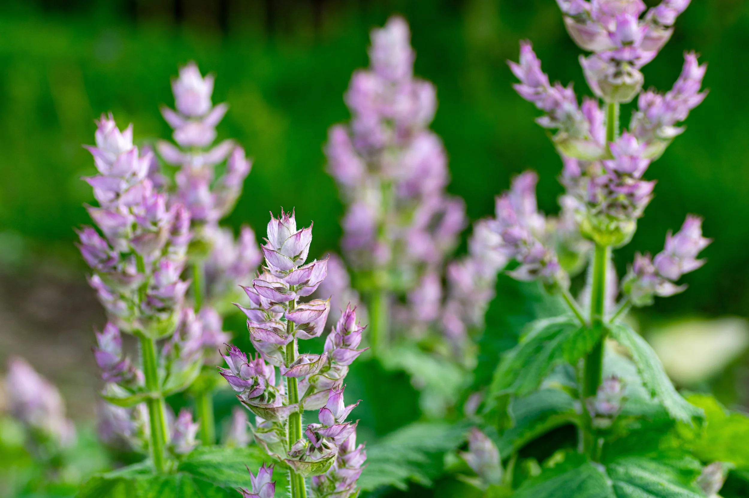Close-up of purple and pink flowering plants with green background.