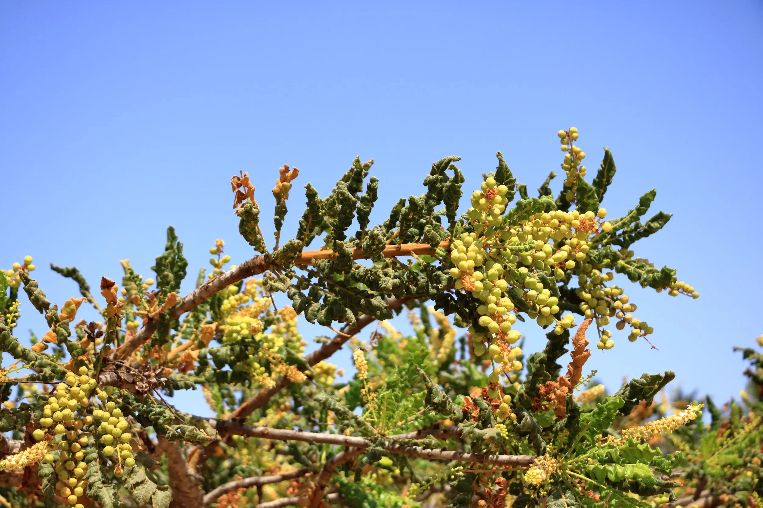 Branches of a plant with small yellow-green berries and green leaves against a blue sky.