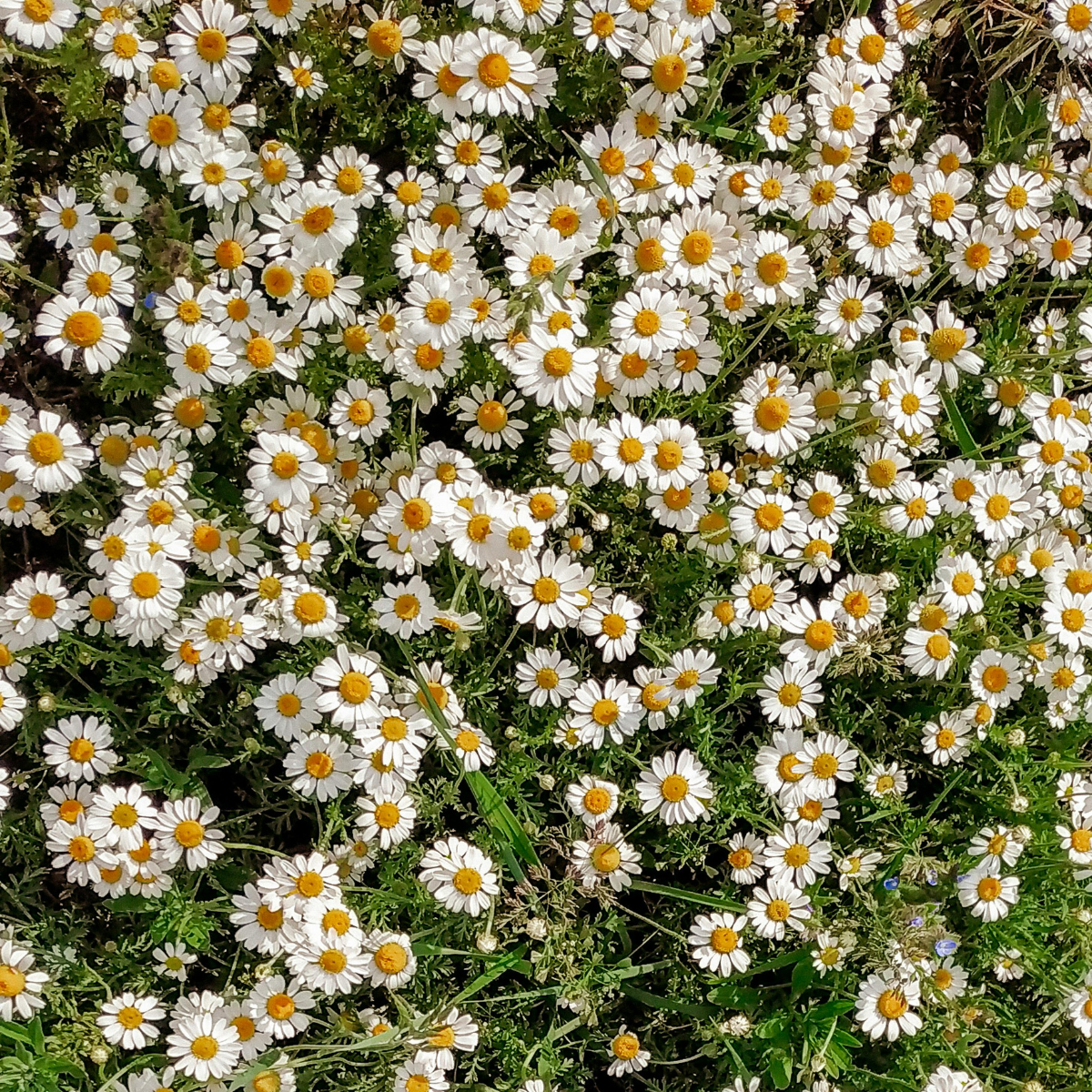 A dense patch of small white daisies with yellow centers growing close together.