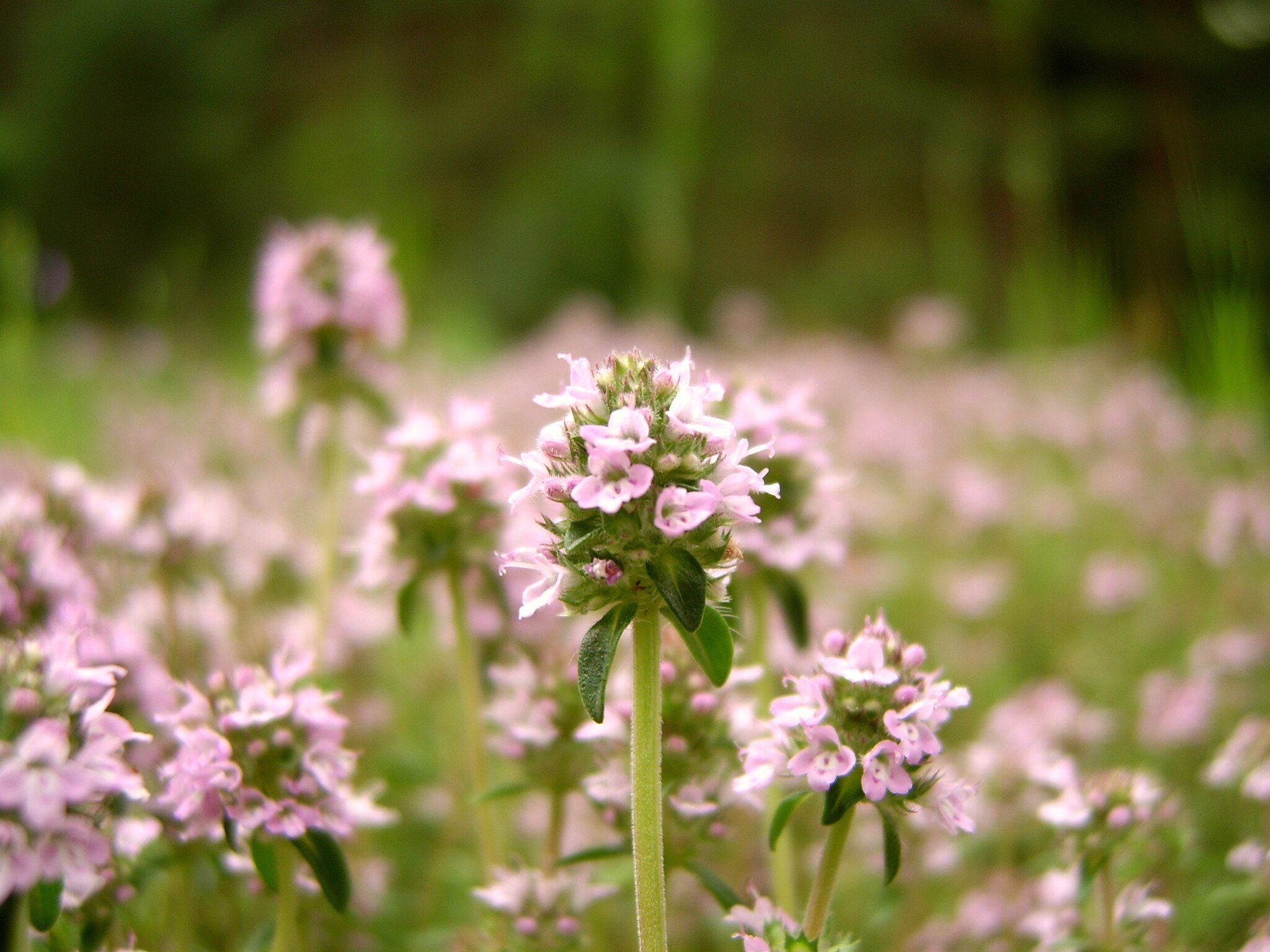 Close-up of pink and white flowers on a green plant with blurred background.