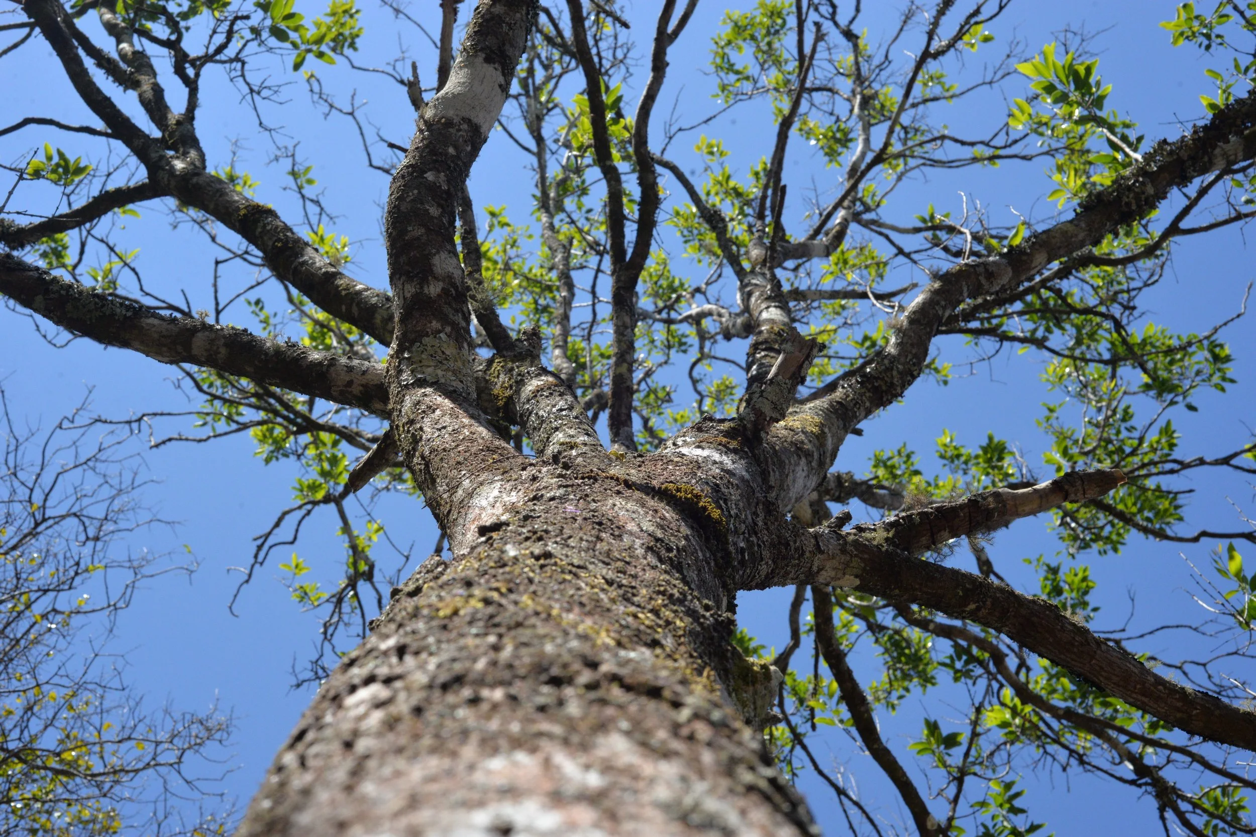 Looking up at a tall tree with a textured trunk and green leaves against a blue sky.