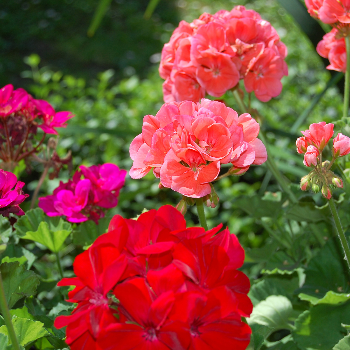 Close-up of pink and red geranium flowers in a garden.